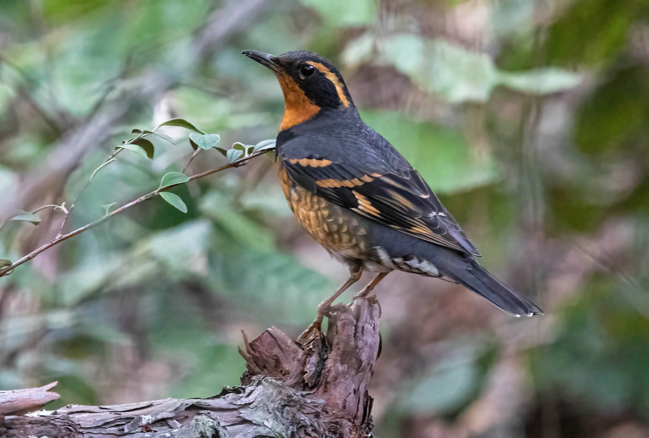 Varied Thrush John Scharpen.jpg