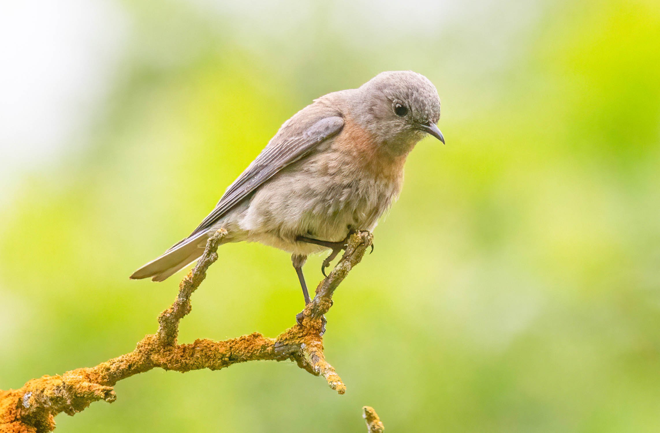 Western Bluebird John Scharpen.jpg