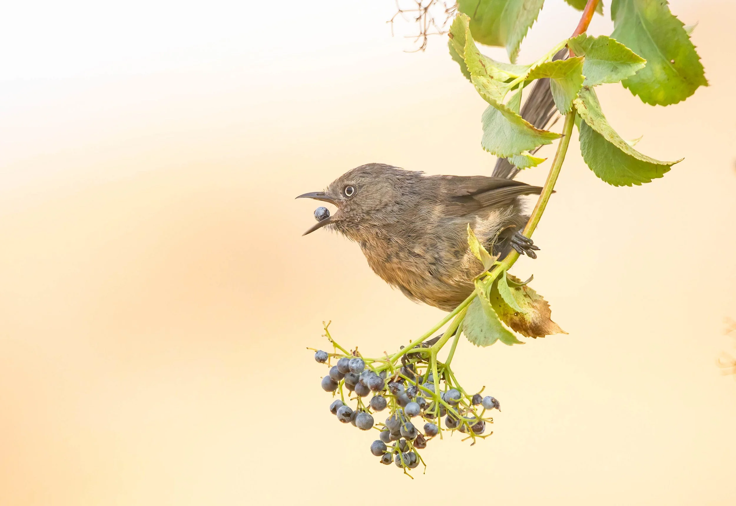 Wrentit John Scharpen.jpg