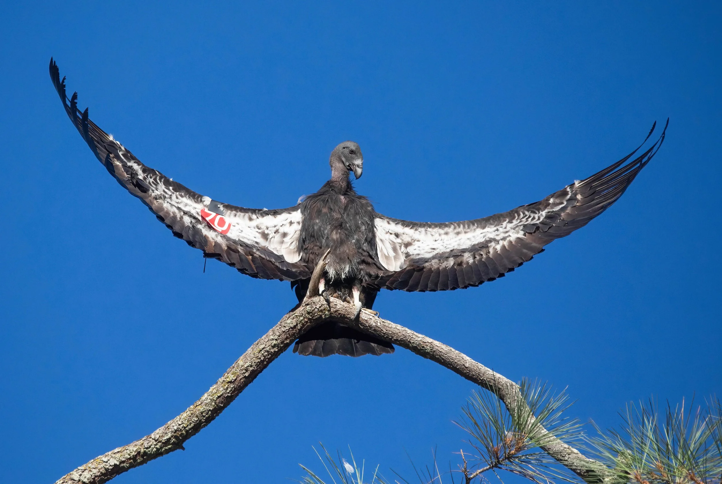 California Condor John Scharpen.jpg