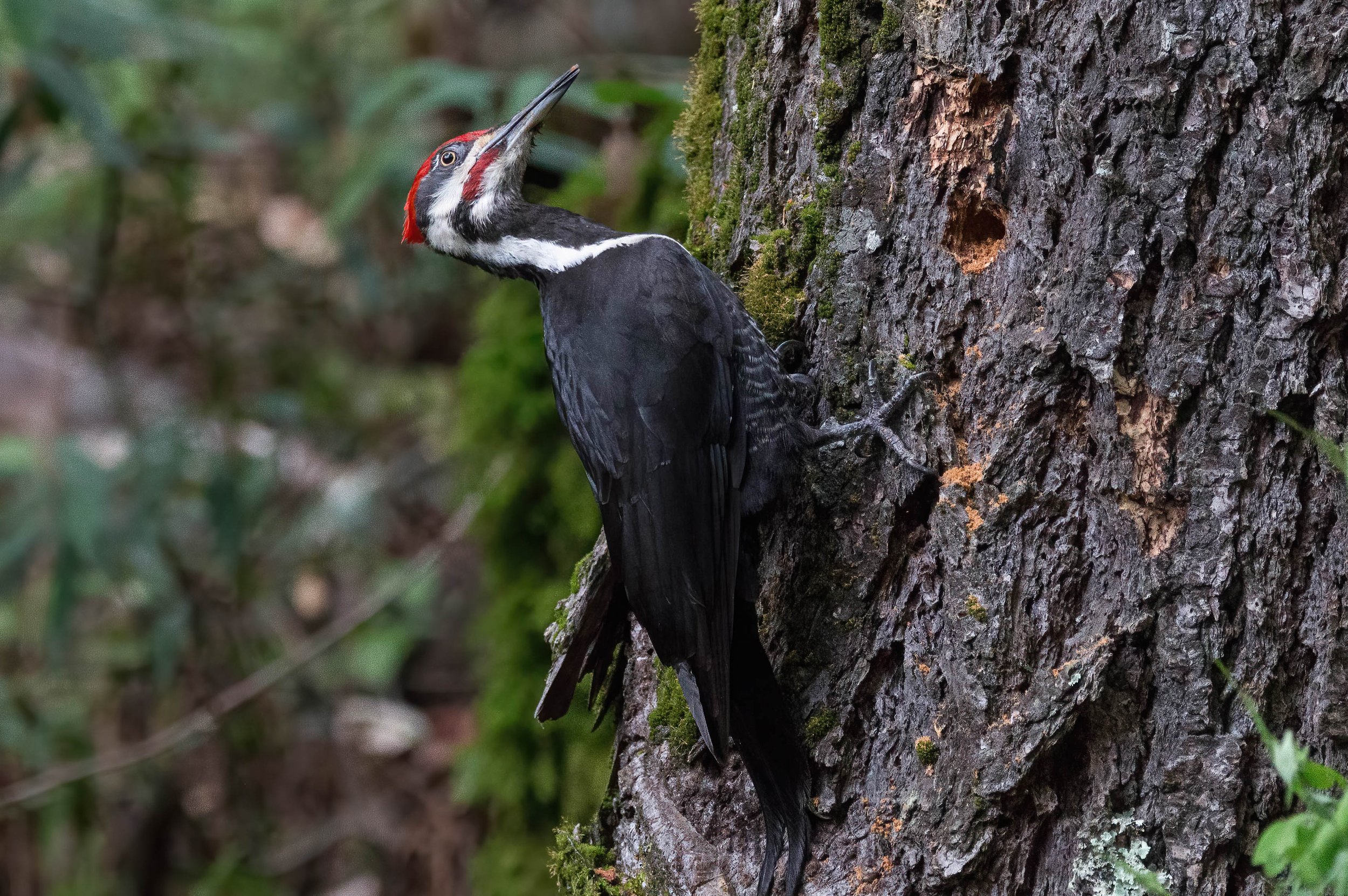 Pileated Woodpecker John Scharpen.jpg