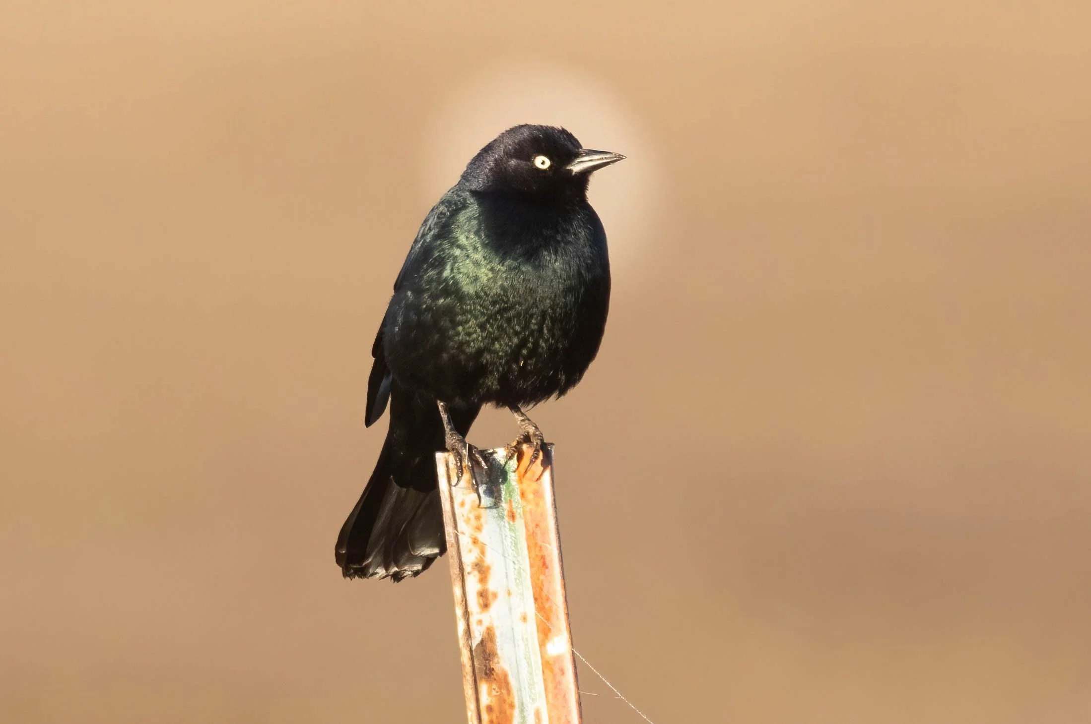 Brewer's Blackbird John Scharpen.jpg