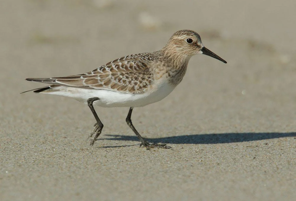 Class: Shorebird lite