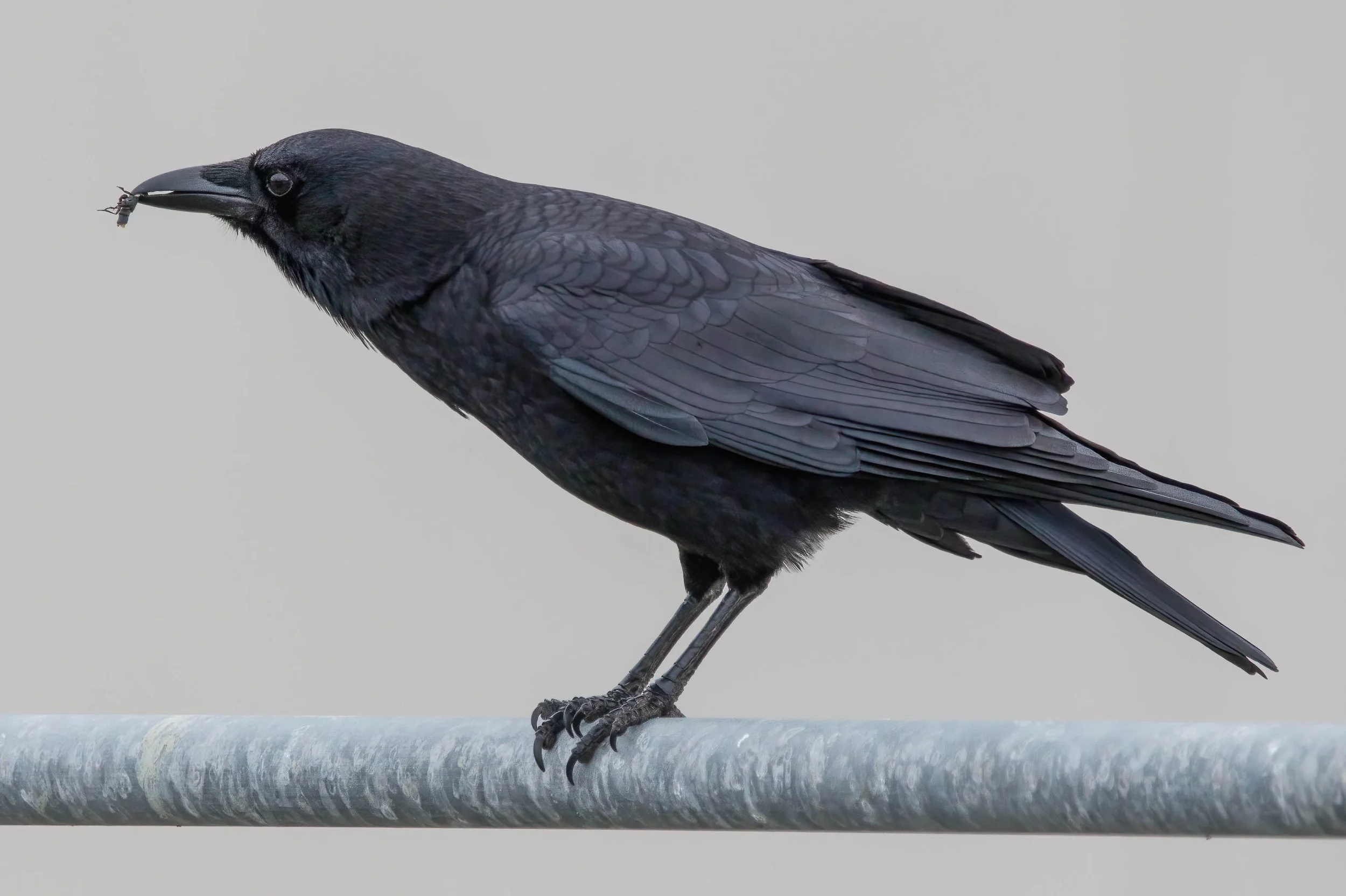 American Crow John Scharpen.jpg