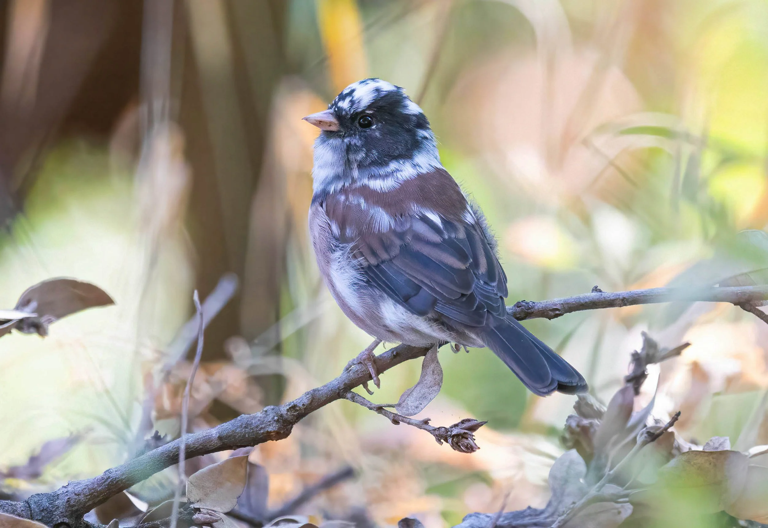 Dark-eyed Junco John Scharpen.jpg