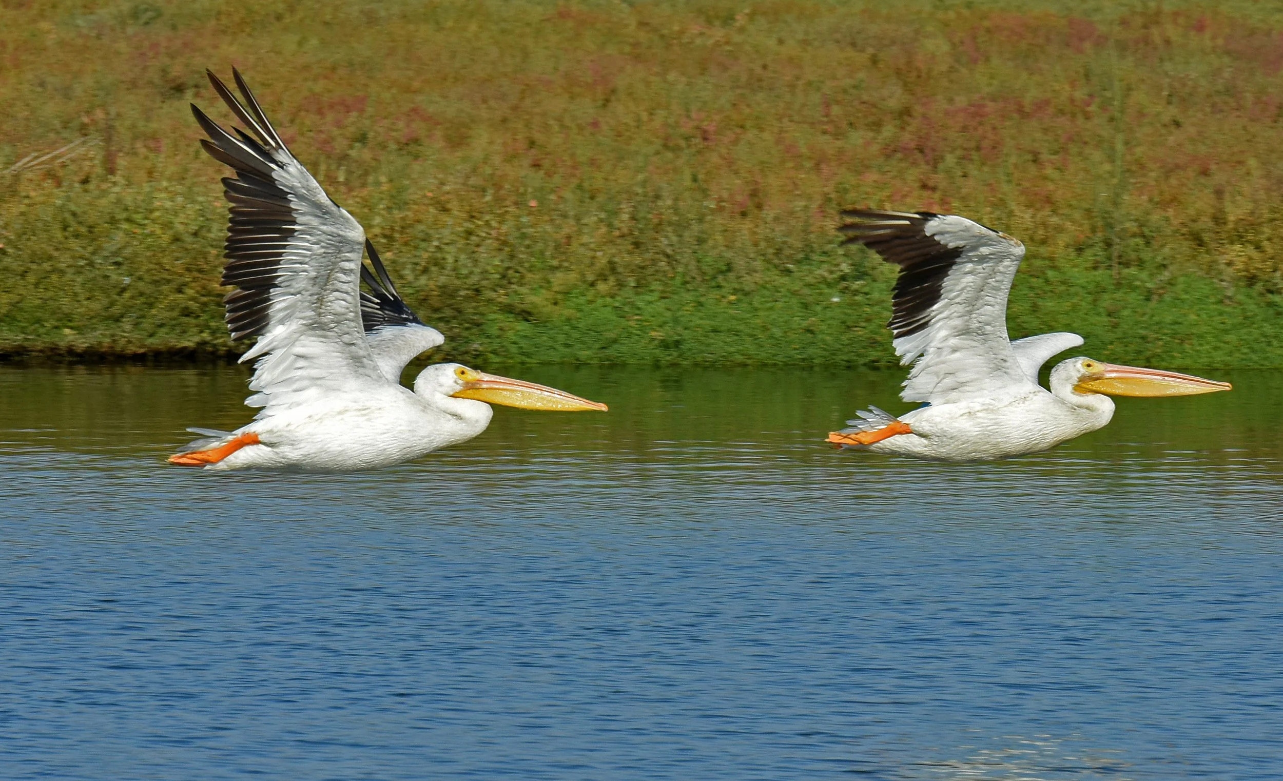 American White Pelican 3 Blake Burke.jpg