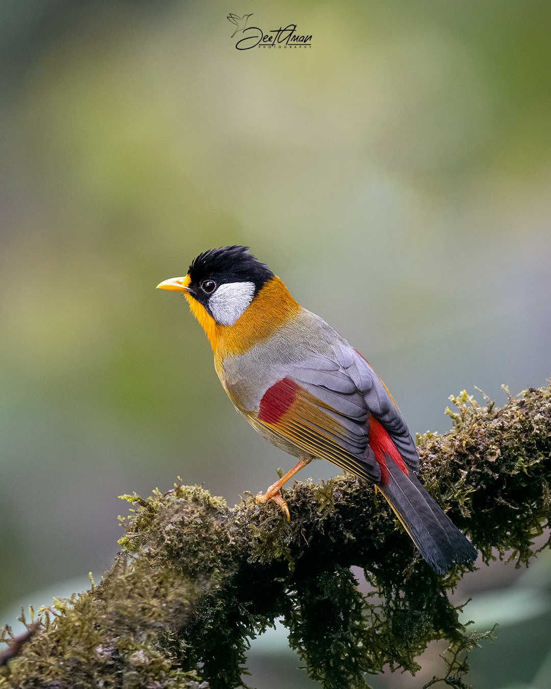 CT - Silver-eared Mesia - _8506251.PNG