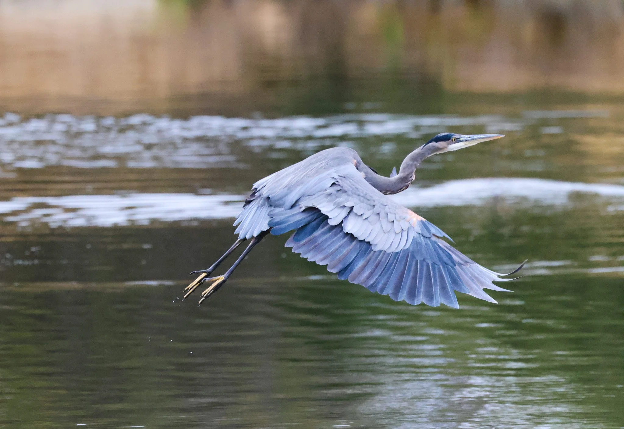 Great Blue Heron Jennifer Oliver.jpg