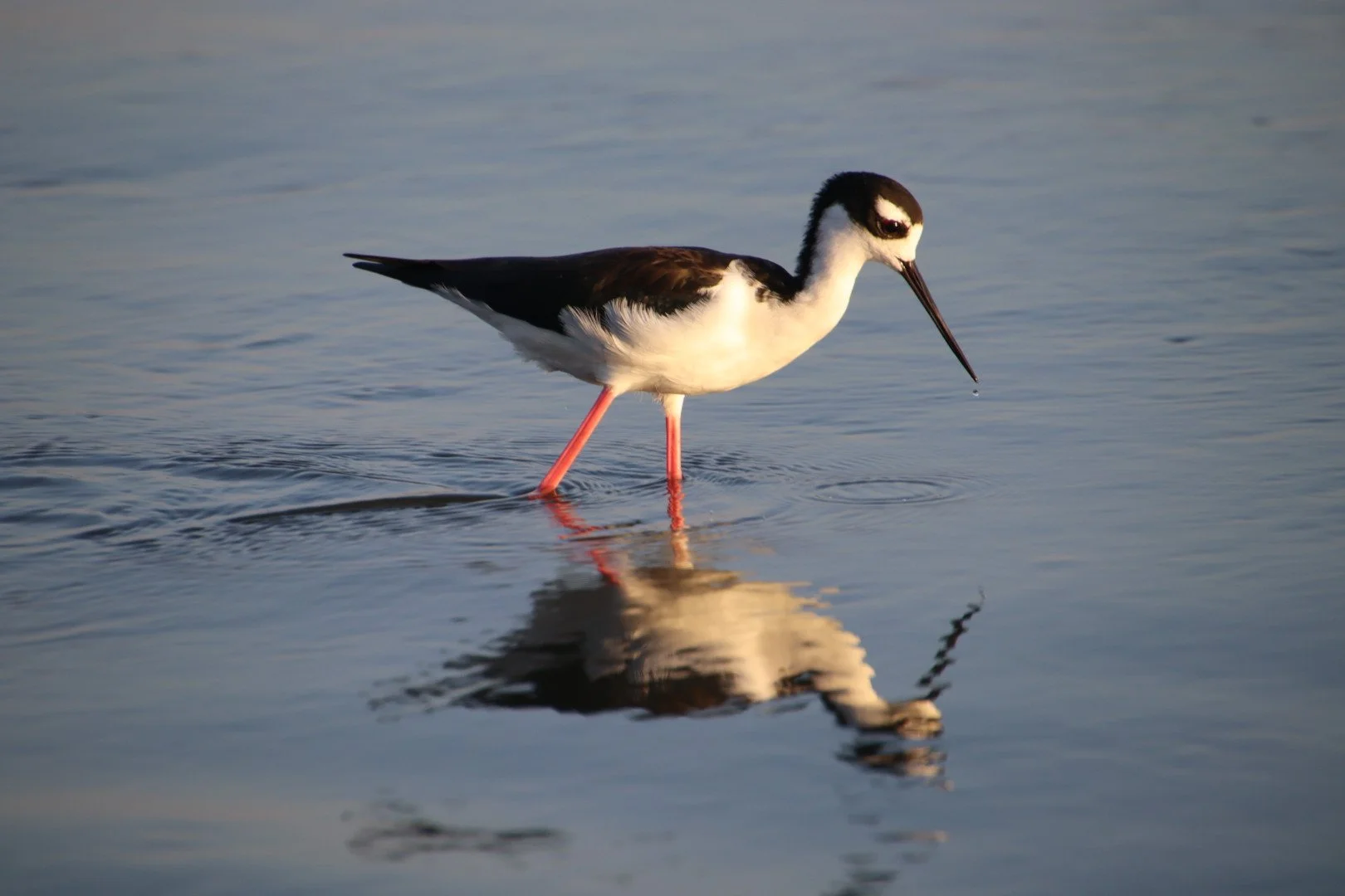 Black-necked Stilt 2 Allison Cheng (2).JPG