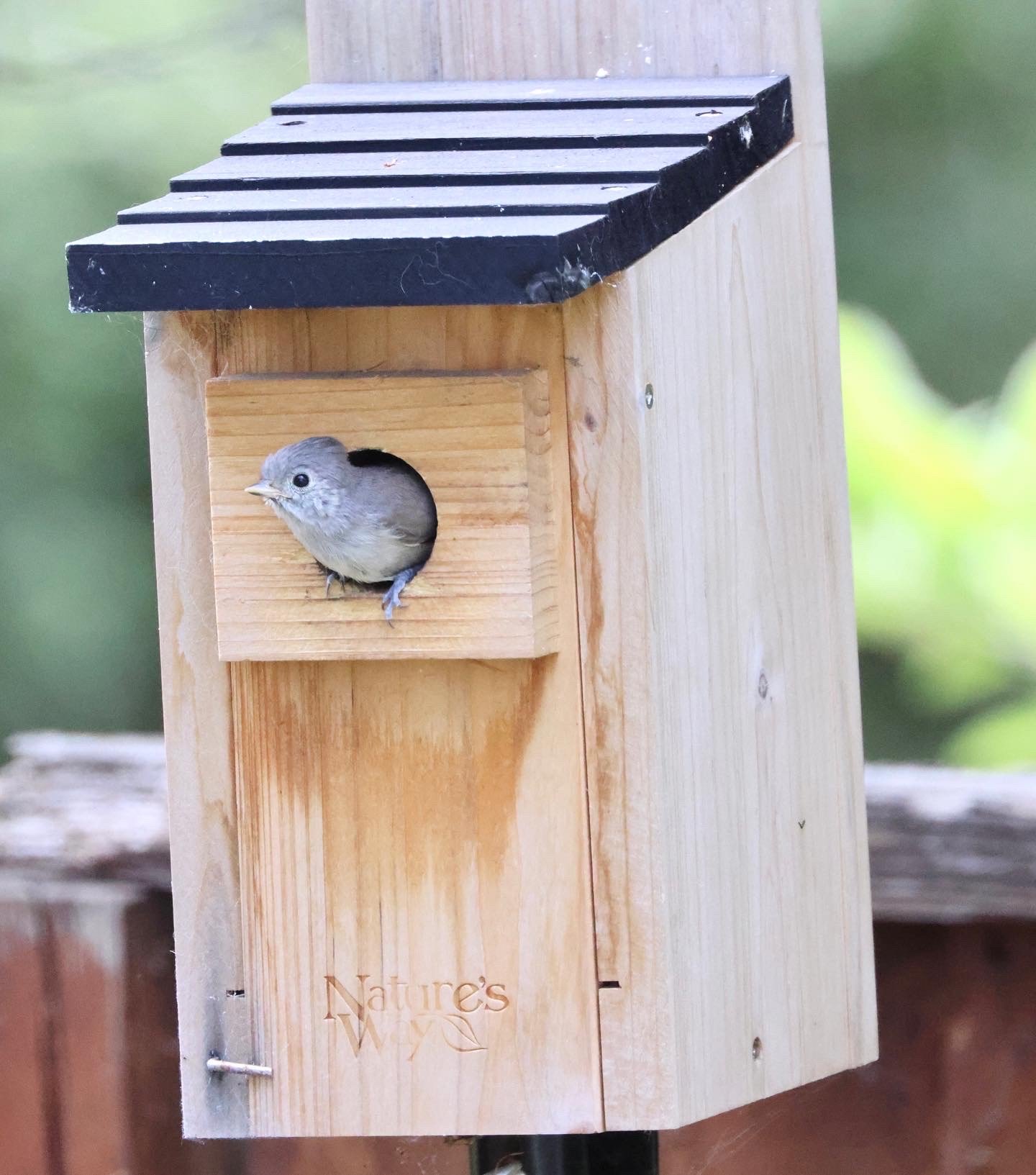 When Do Birds Use Birdhouses: Discover Optimal Times for Attracting Birds