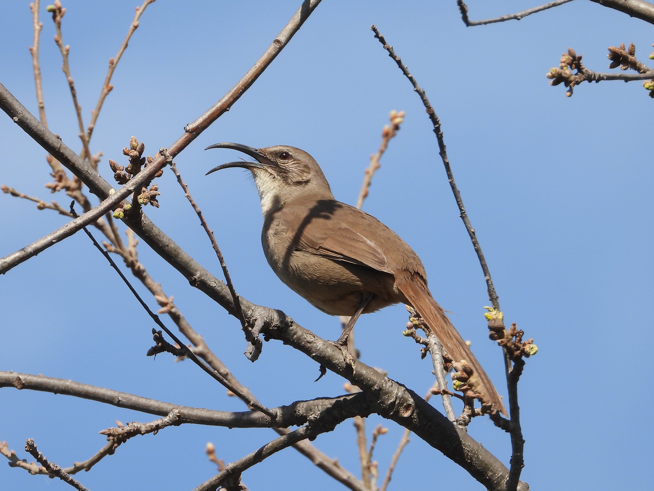 California Thrasher Sarah Chan.jpg