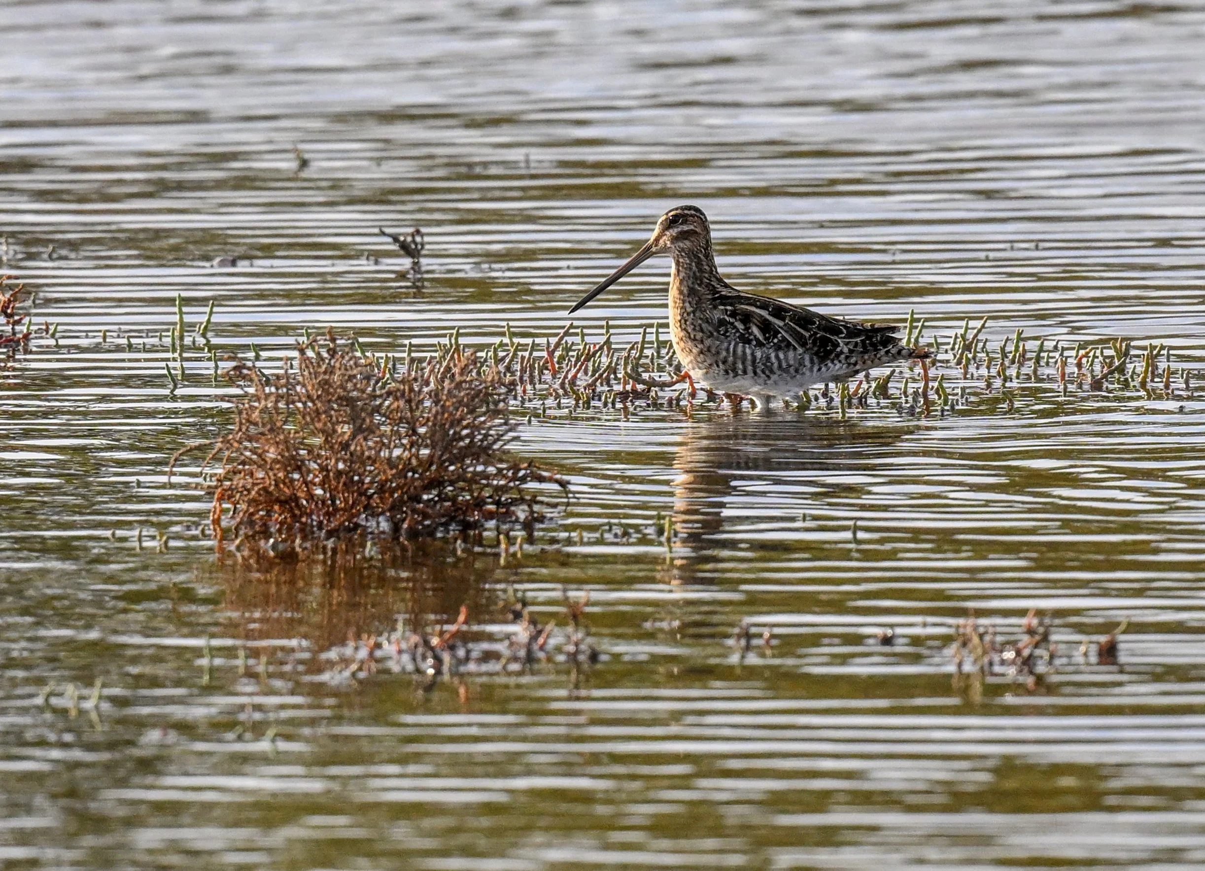 Wilson's Snipe 2 Teresa Cheng.jpg