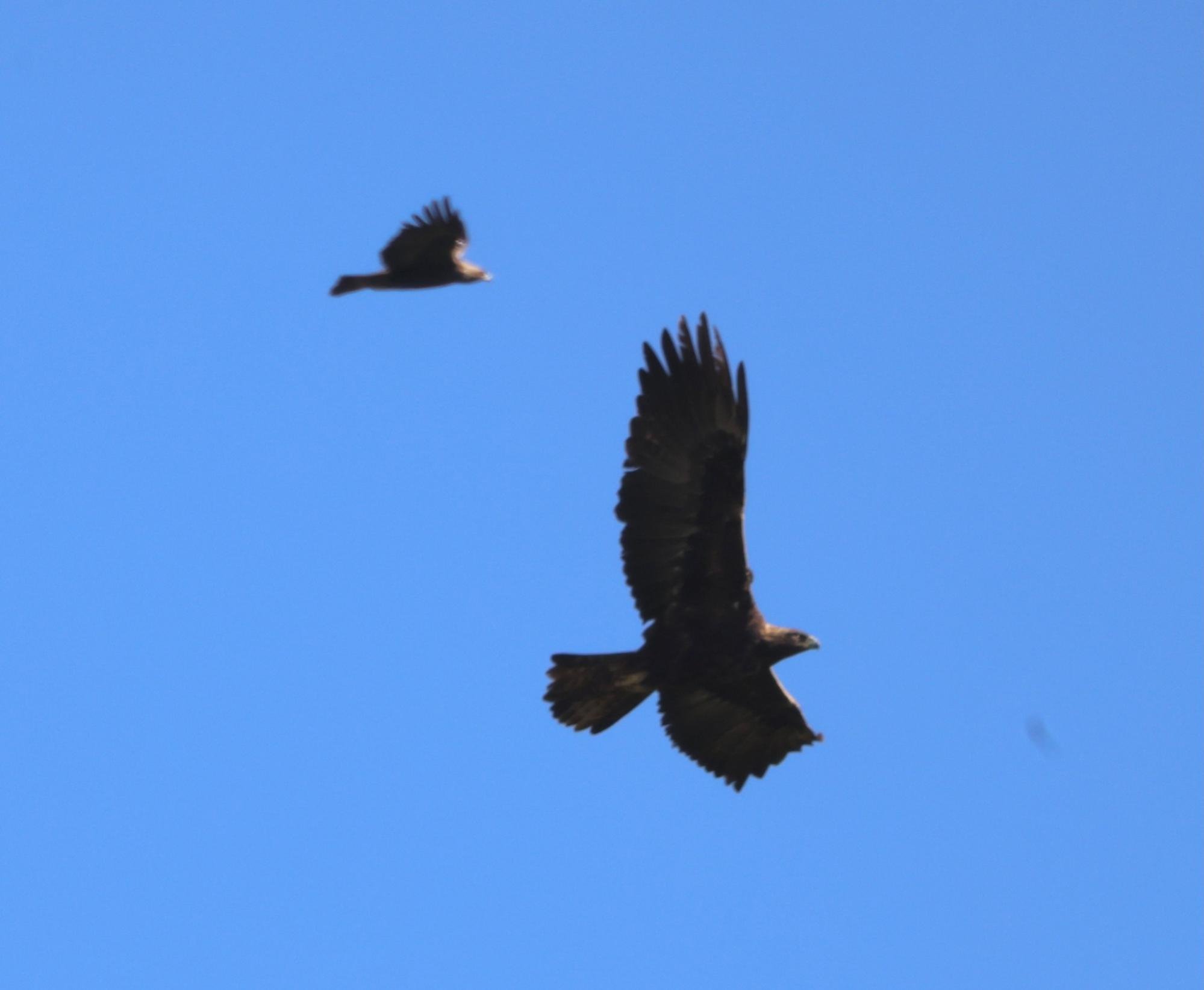 Cooper's Hawk — Santa Clara Valley Audubon Society