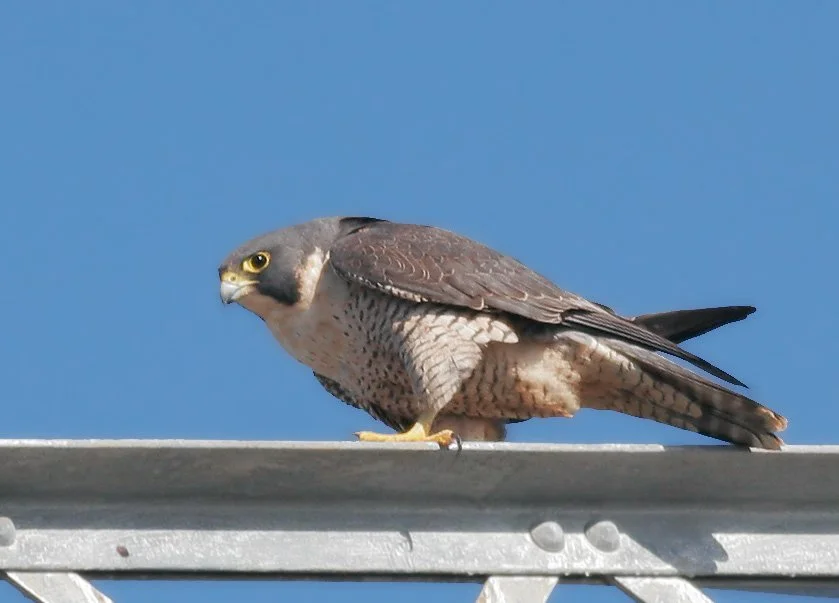 PeregrineFalcon4.jpg