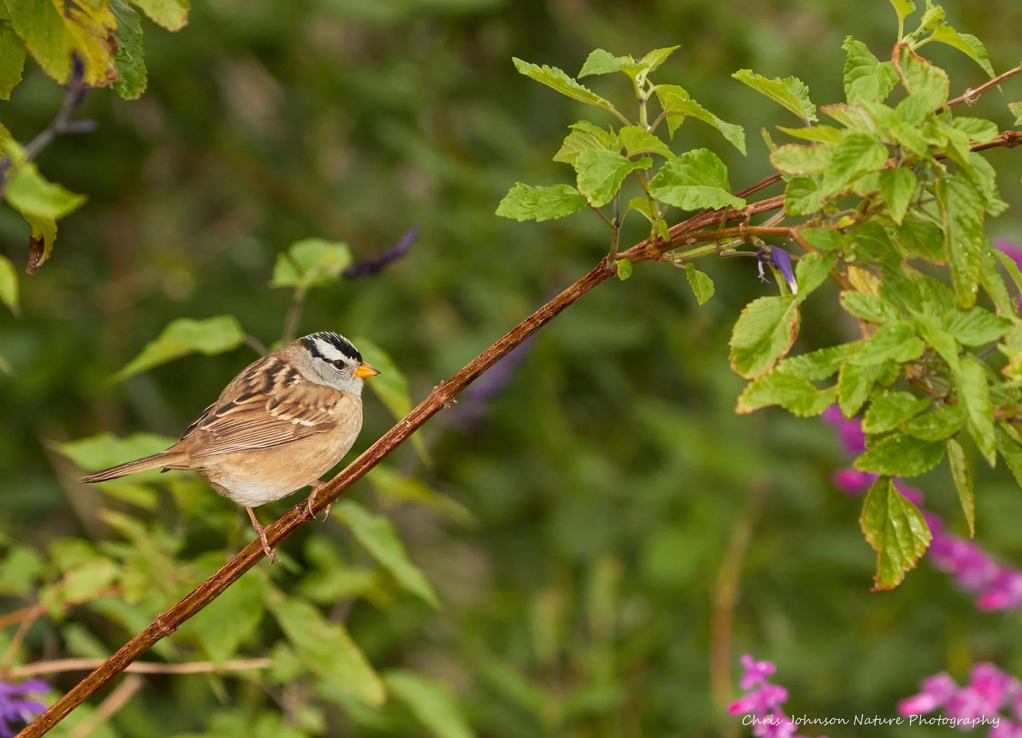White-crowned Sparrow Chris Johnson.jpg