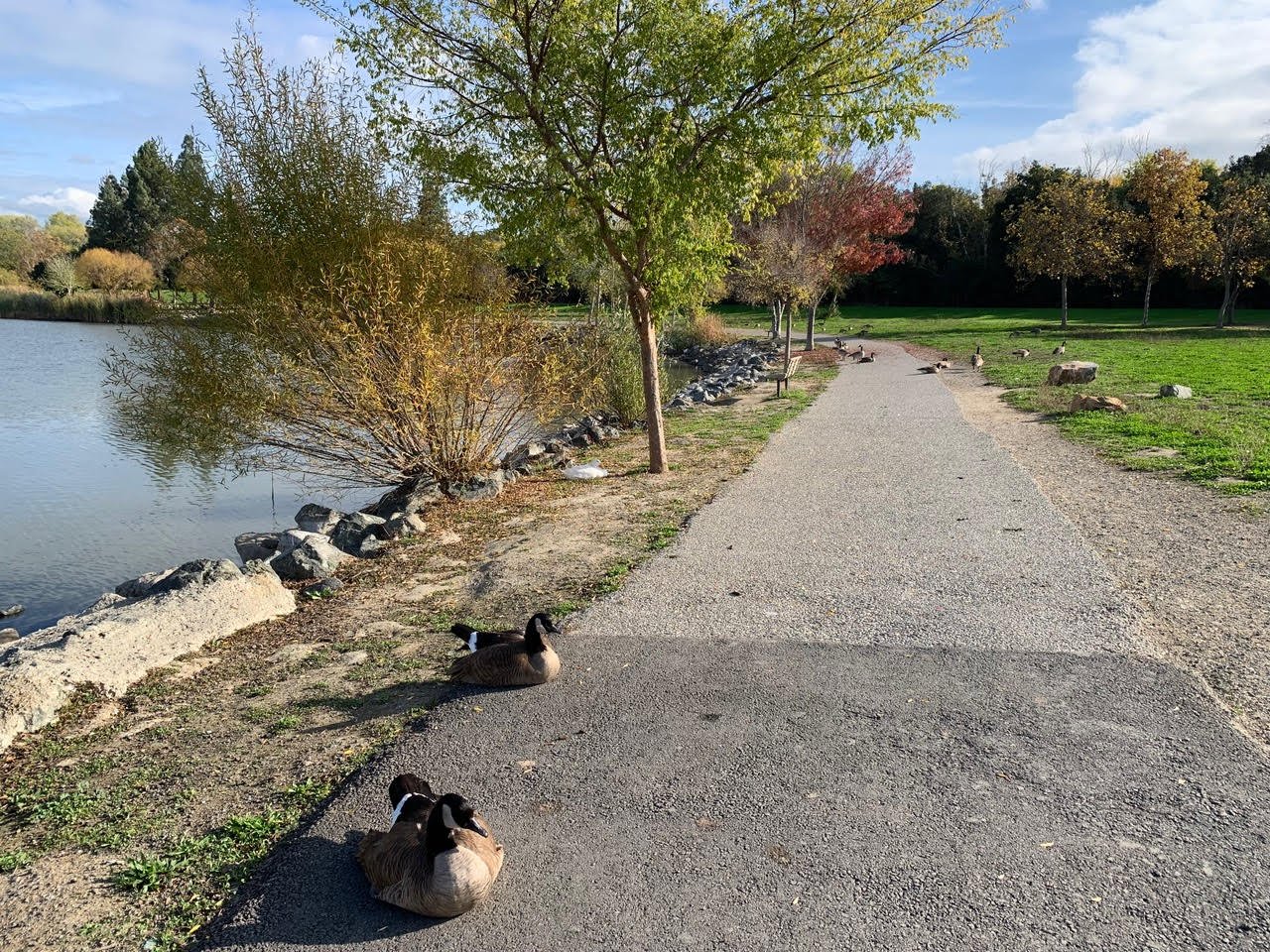 Hellyer County Park (Winter): Take a Gander at these Geese