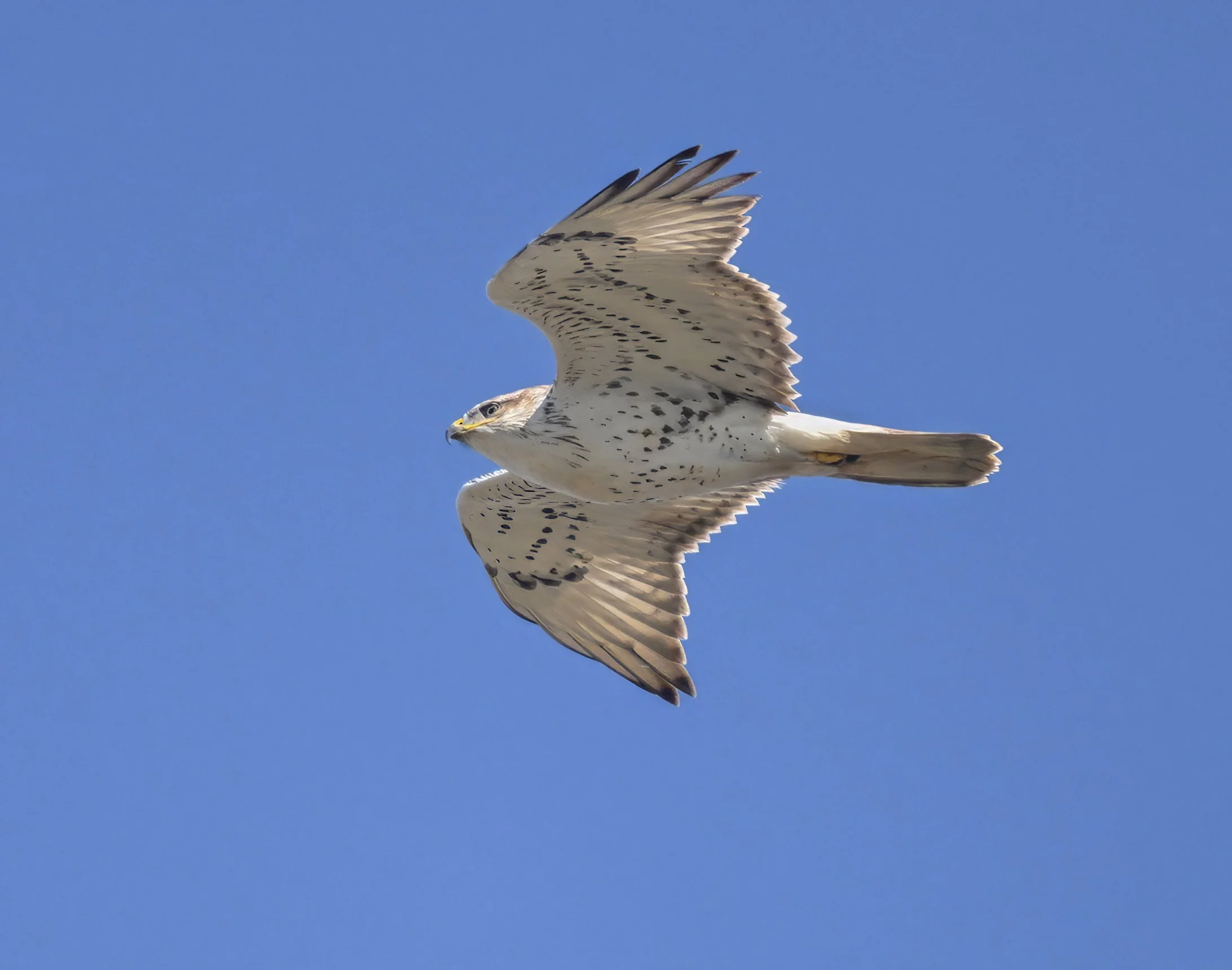 Ferruginous Hawk 2 Teresa Cheng (1).jpg