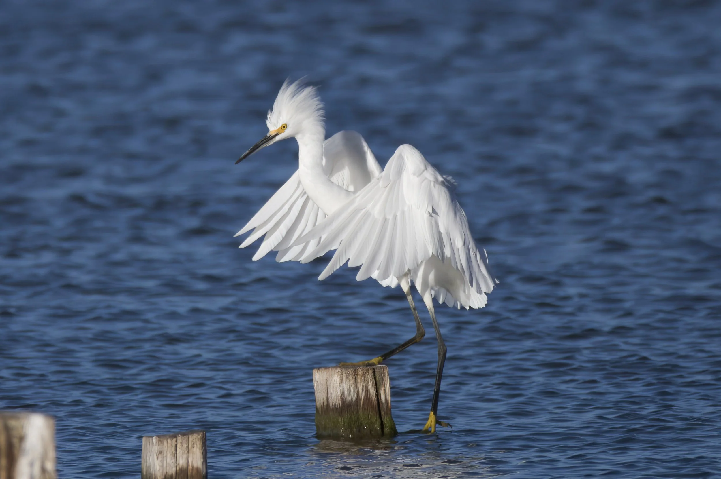 Snowy Egret 1 Sarah Chan.jpg