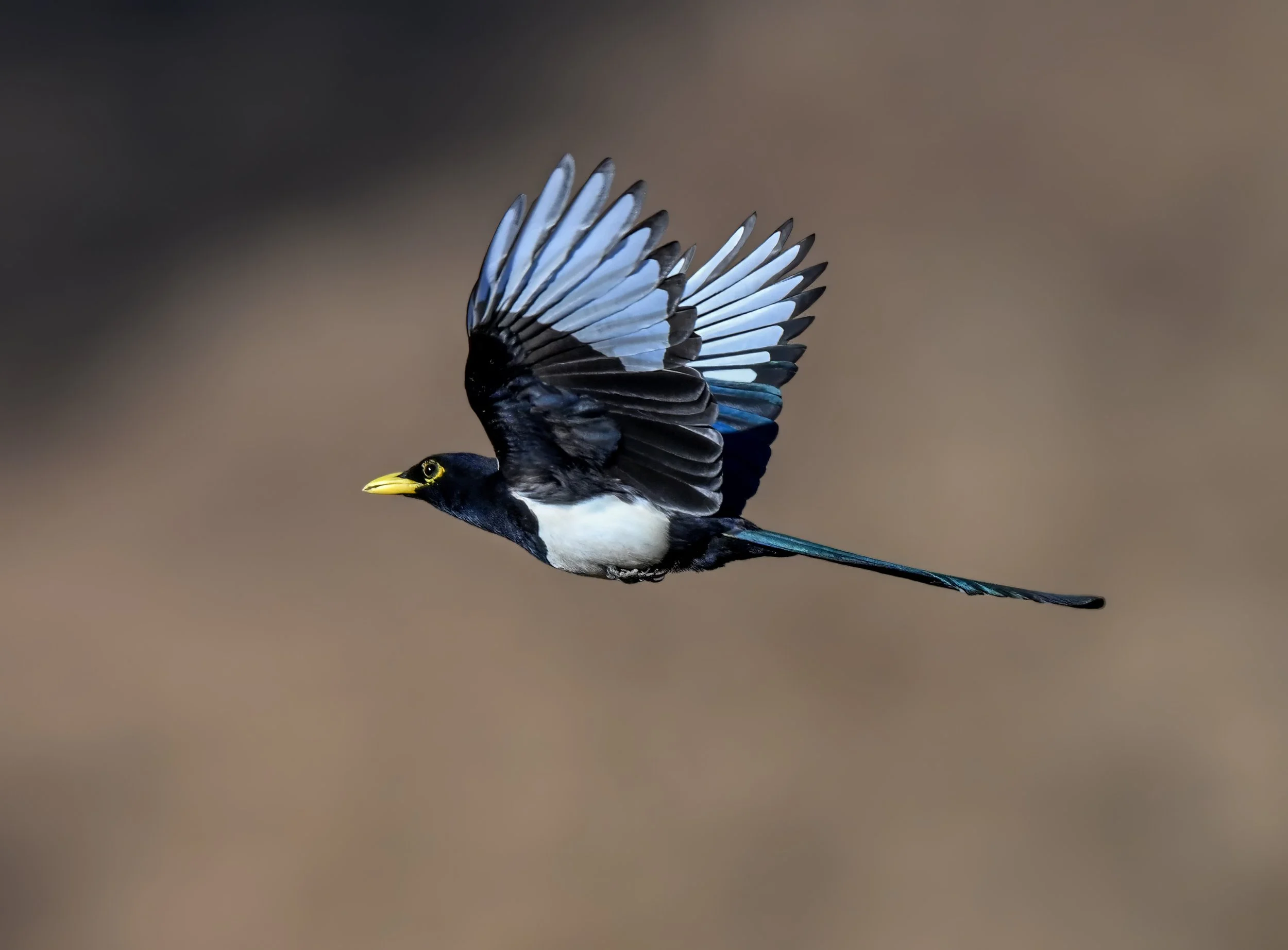Yellow-billed Magpie 2 Teresa Cheng.jpg