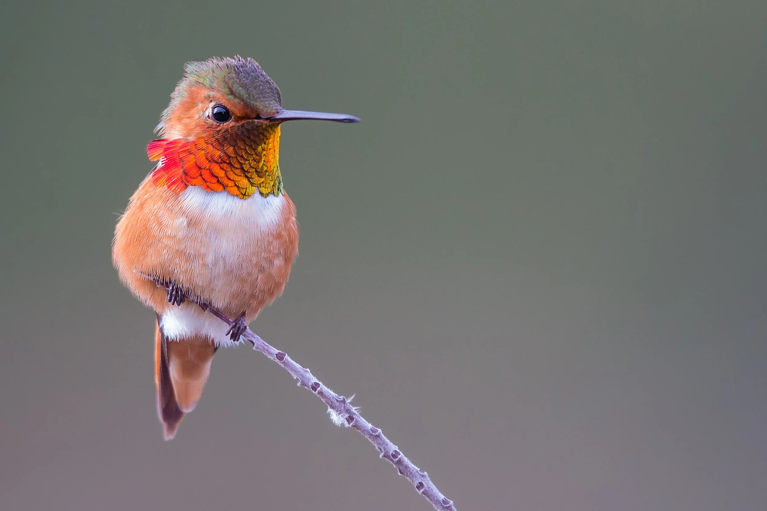 Allen's Hummingbird 5 Vivek Khandoze.jpg