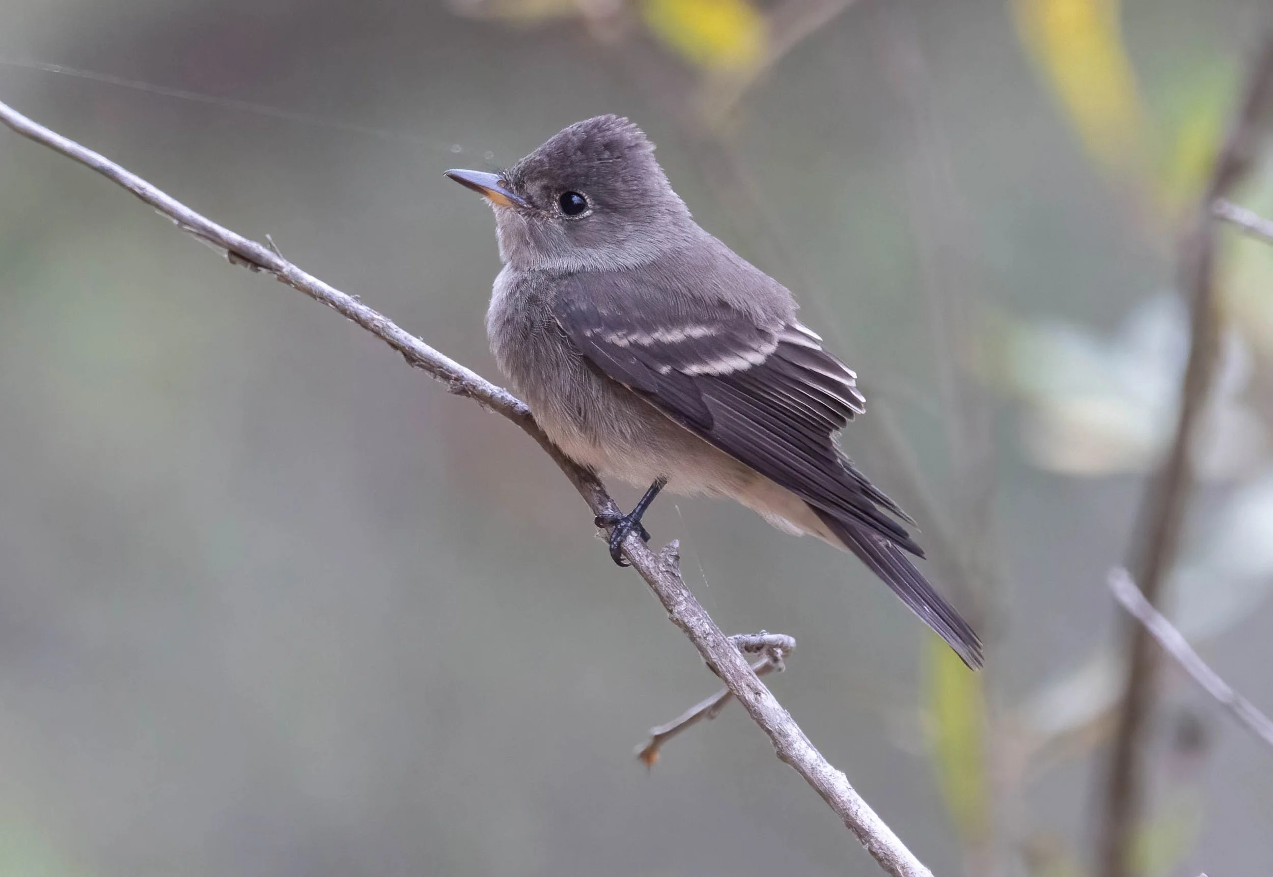 Western Wood-pewee 2 John Scharpen.jpg