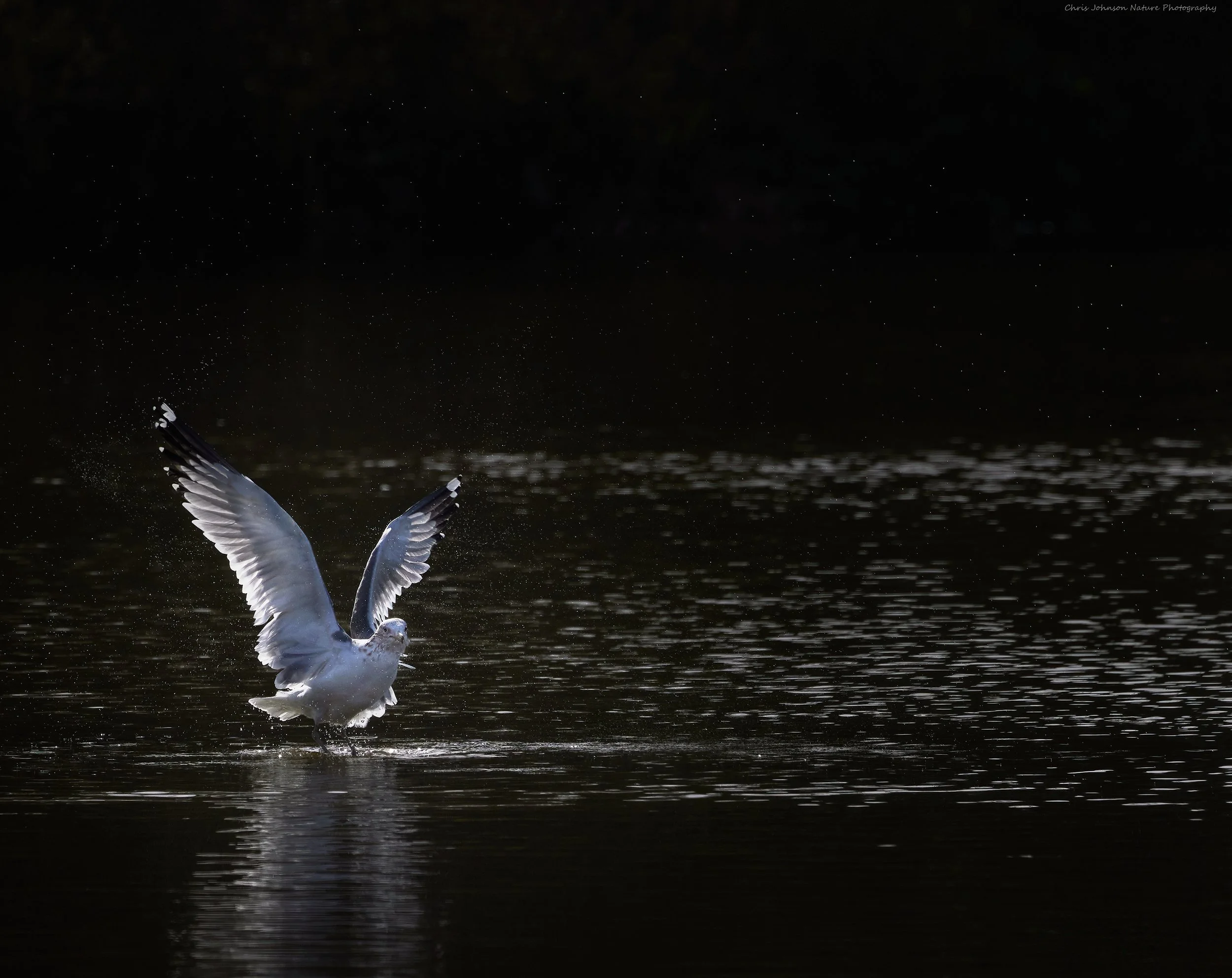 California Gull Chris Johnson (3).jpg