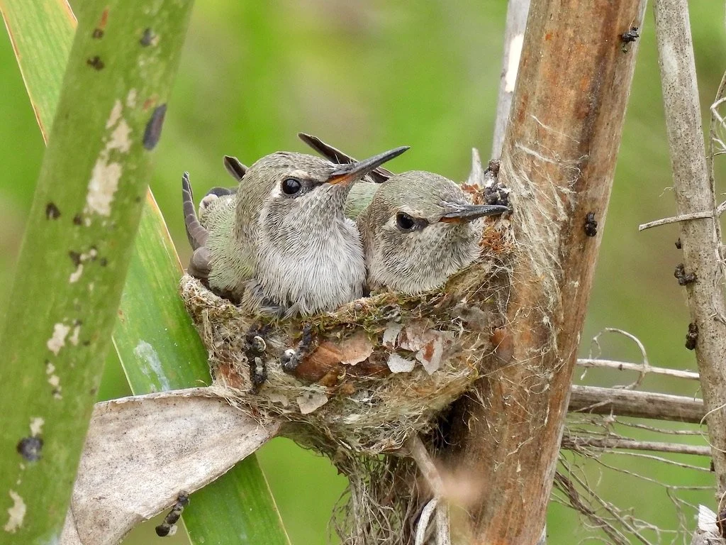 Protect San José’s Parks! — Santa Clara Valley Bird Alliance