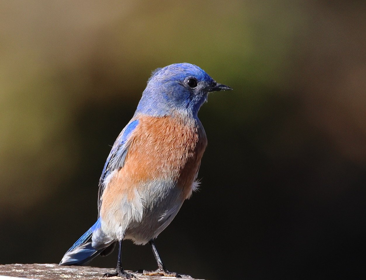 WESTERN BLUEBIRD — Santa Clara Valley Audubon Society