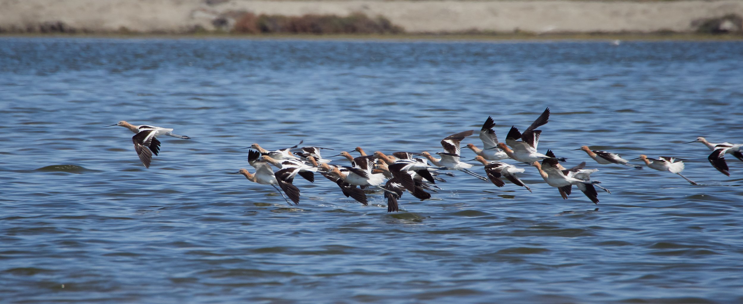 American Avocet Flock Luca de Alfaro.jpg