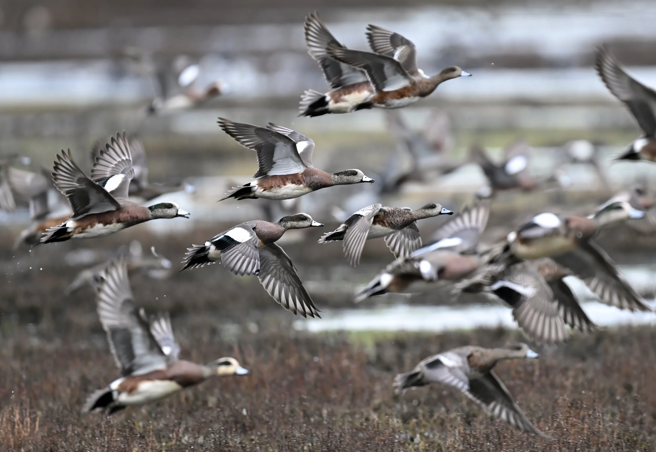 American Wigeon 1 Teresa Cheng.jpg