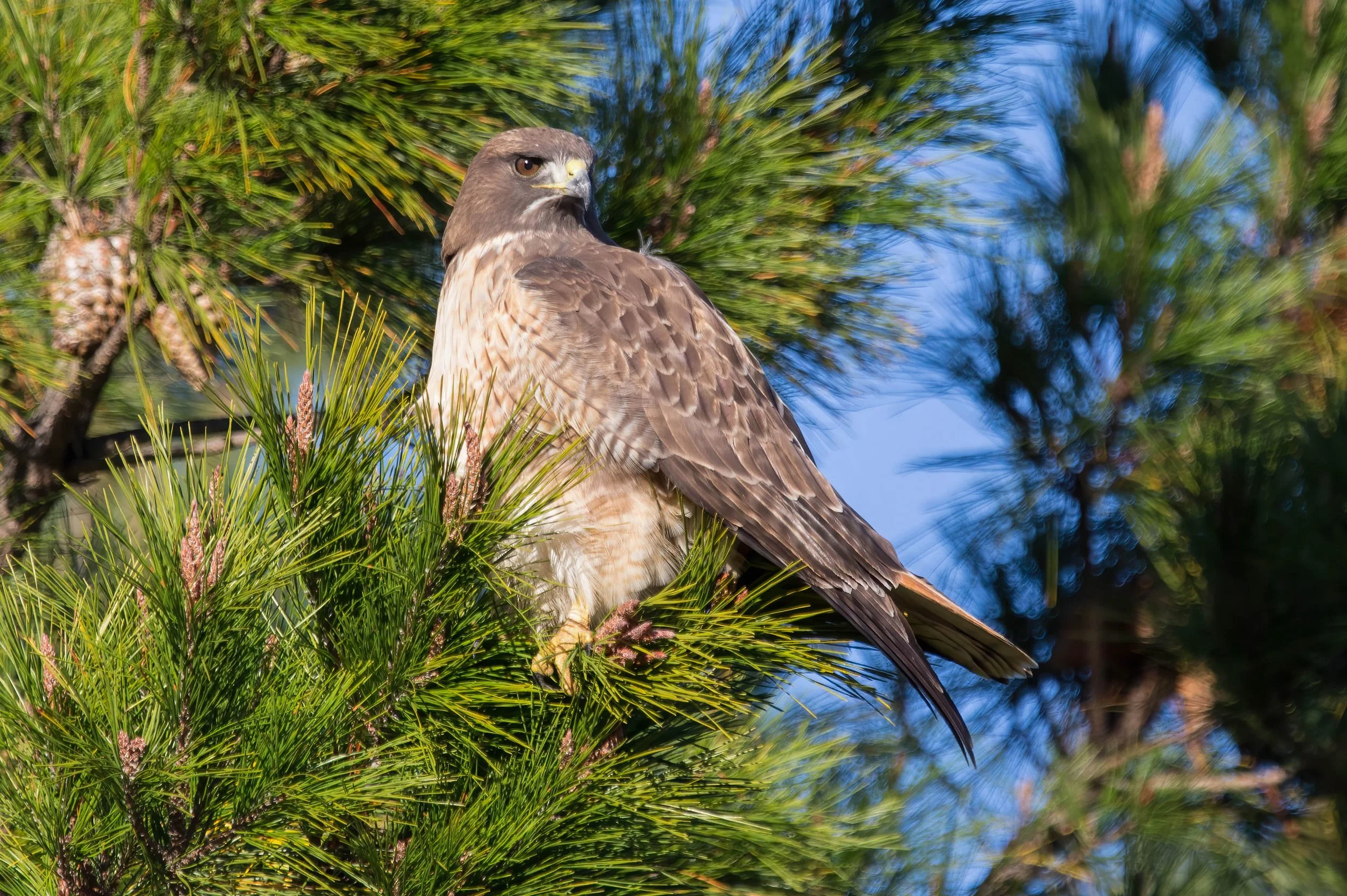 Red-tailed Hawk 2 John Sharpen.jpg