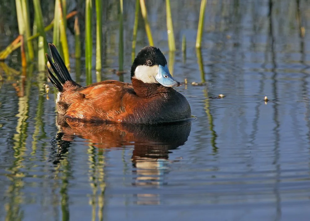 Ruddy Duck Tom Grey.jpg
