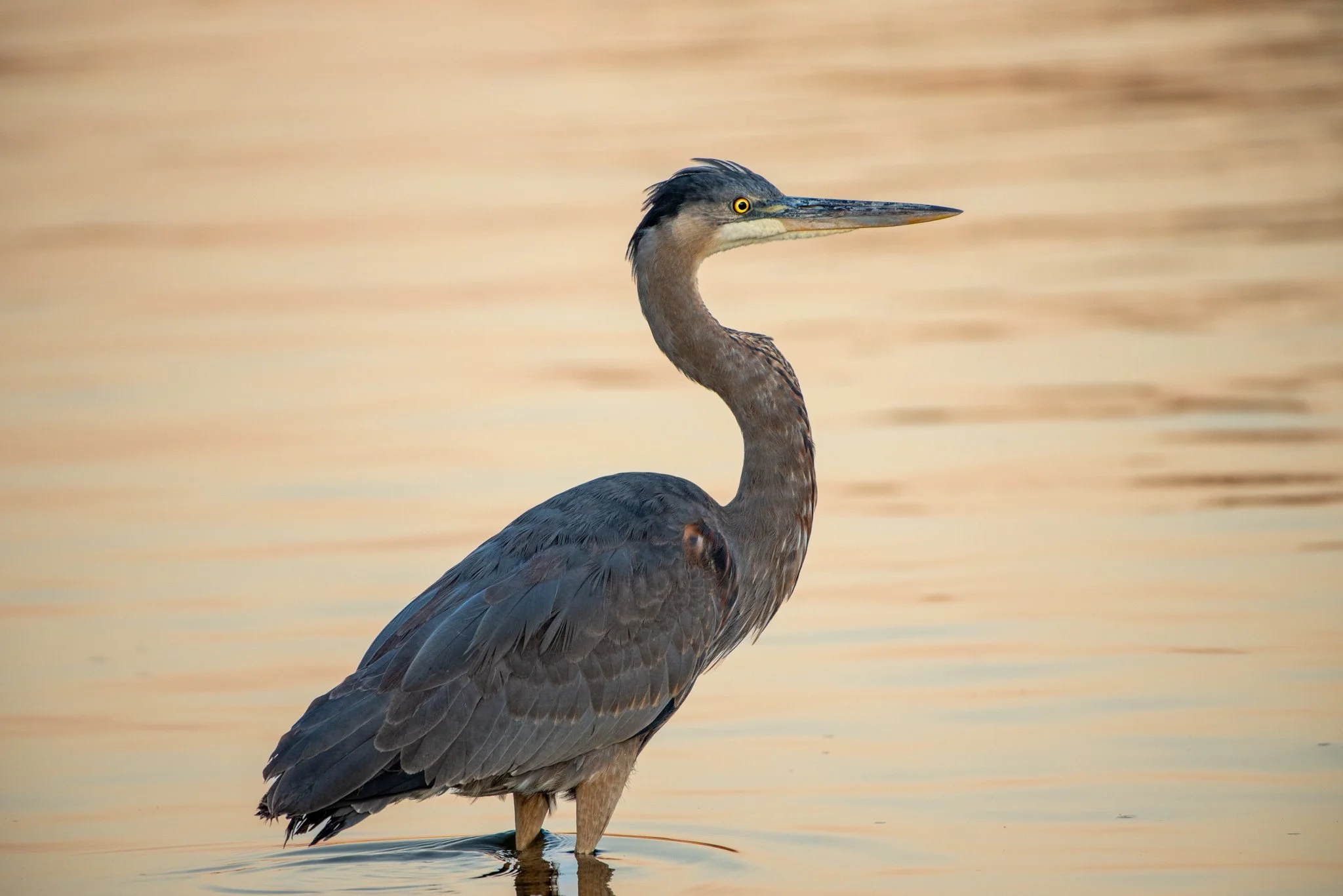 Great Blue Heron Rajesh Pasupathy.jpg