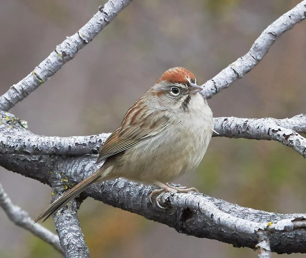 Rufous-crowned Sparrow Brooke Miller.jpg