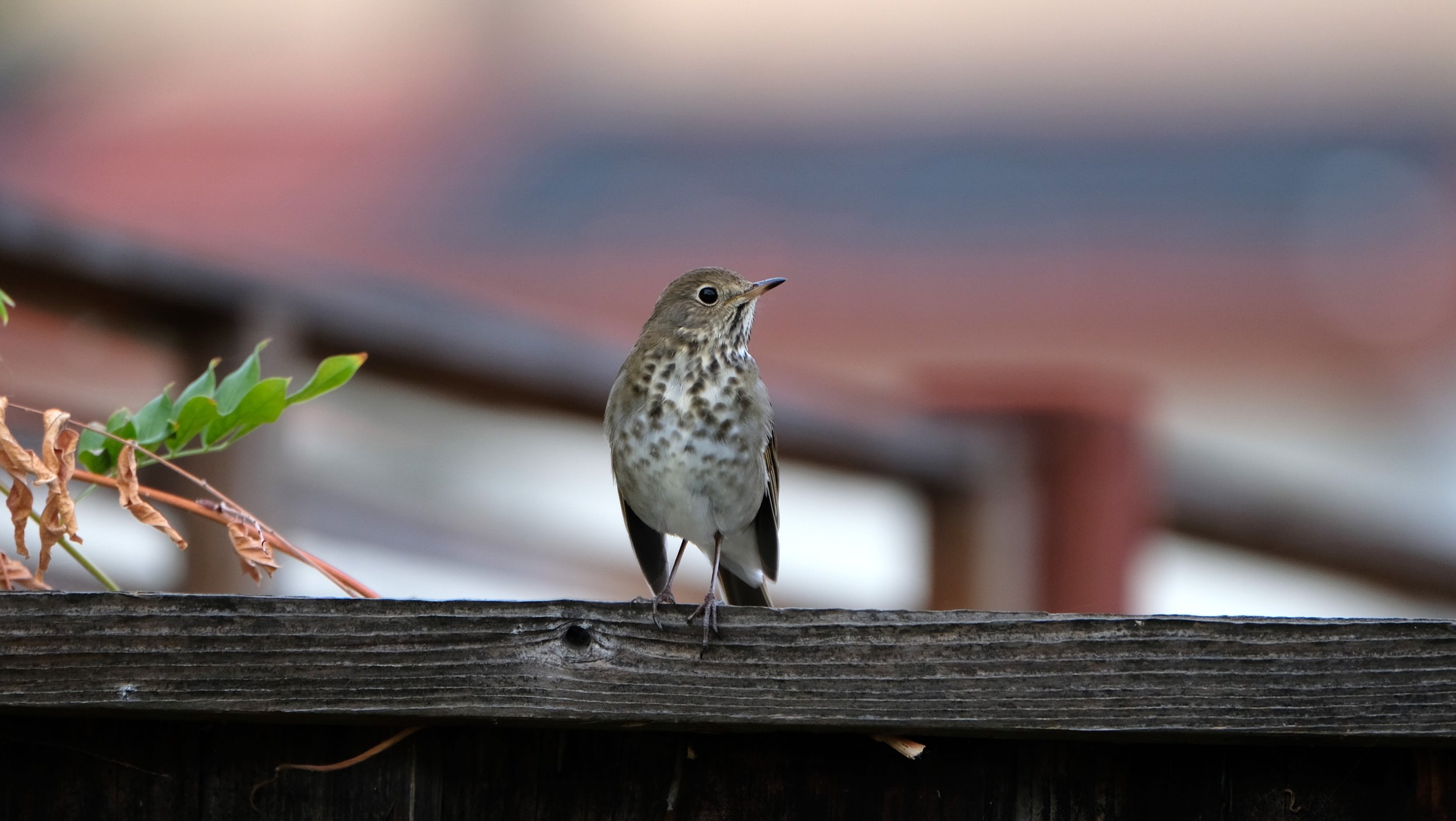 American Robin — Santa Clara Valley Audubon Society