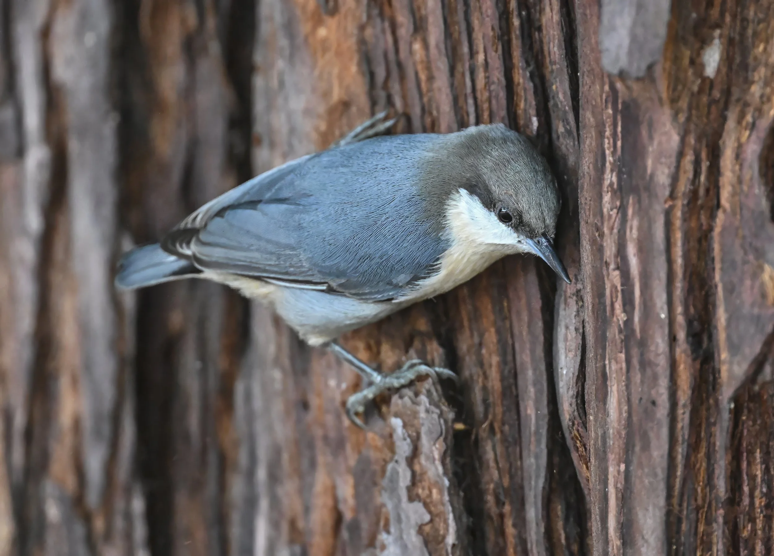 Pygmy Nuthatch Teresa Cheng (1).jpg