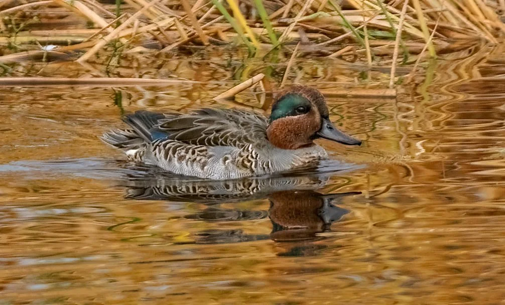 Green-winged Teal 3 Elizabeth Steward.jpg