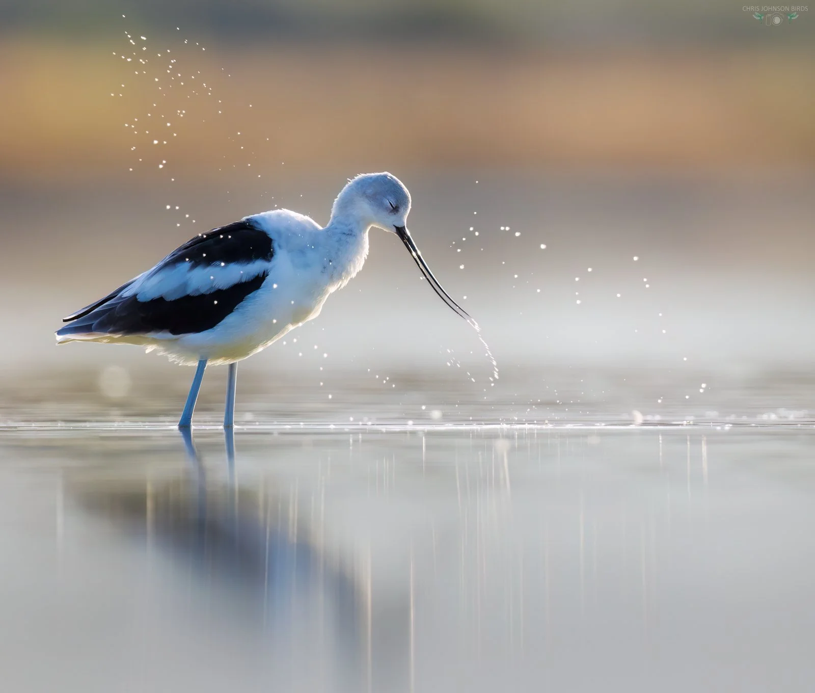 American Avocet 12 Chris Johnson.jpg