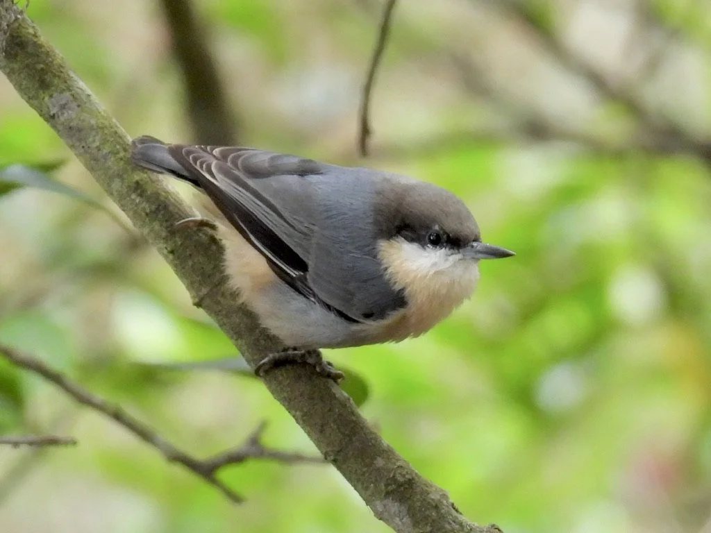 Pygmy Nuthatch 1 Sushanta Bhandarkar.jpeg