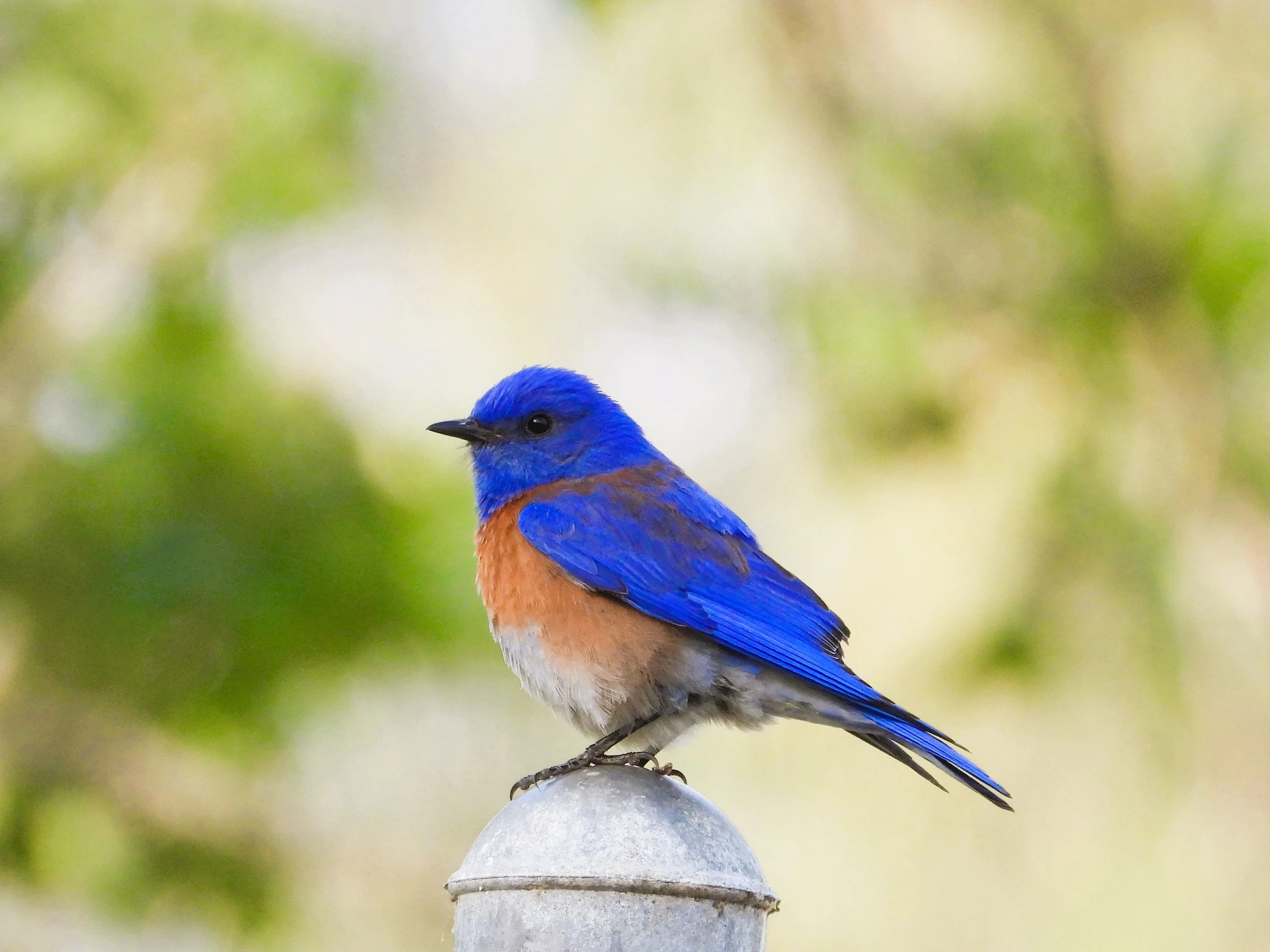 Male Western Bluebird perches atop a metal fencepost in front of a blurred background of greenery