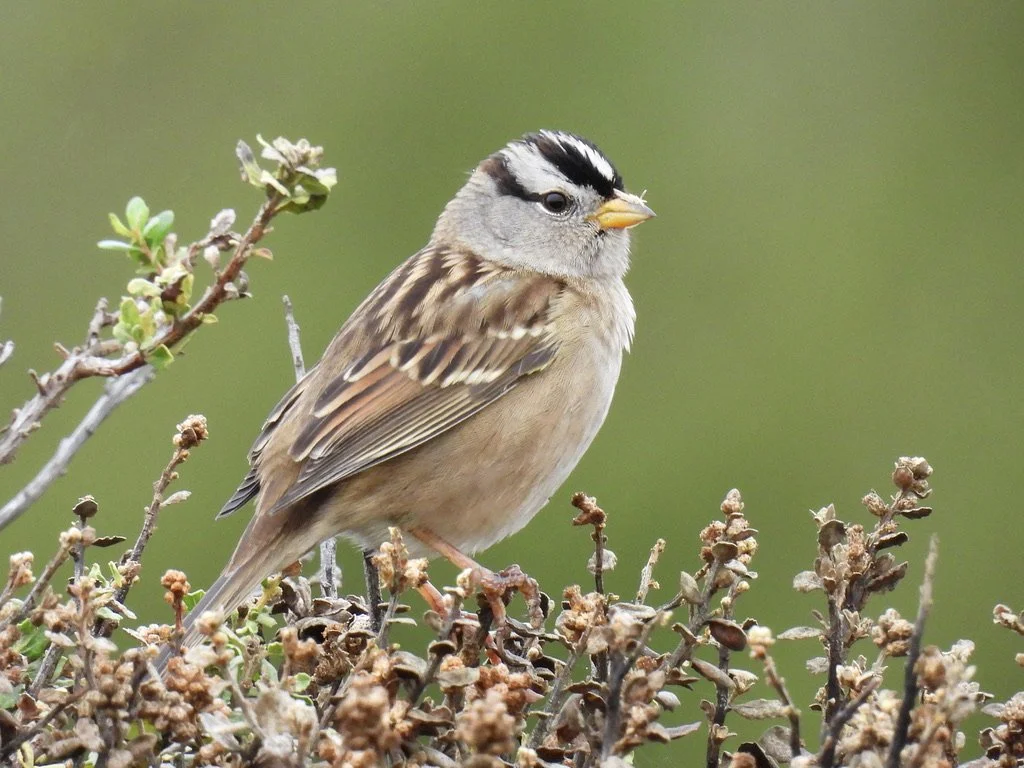 White-crowned Sparrow 2 Sushanta Bhandarkar.jpeg