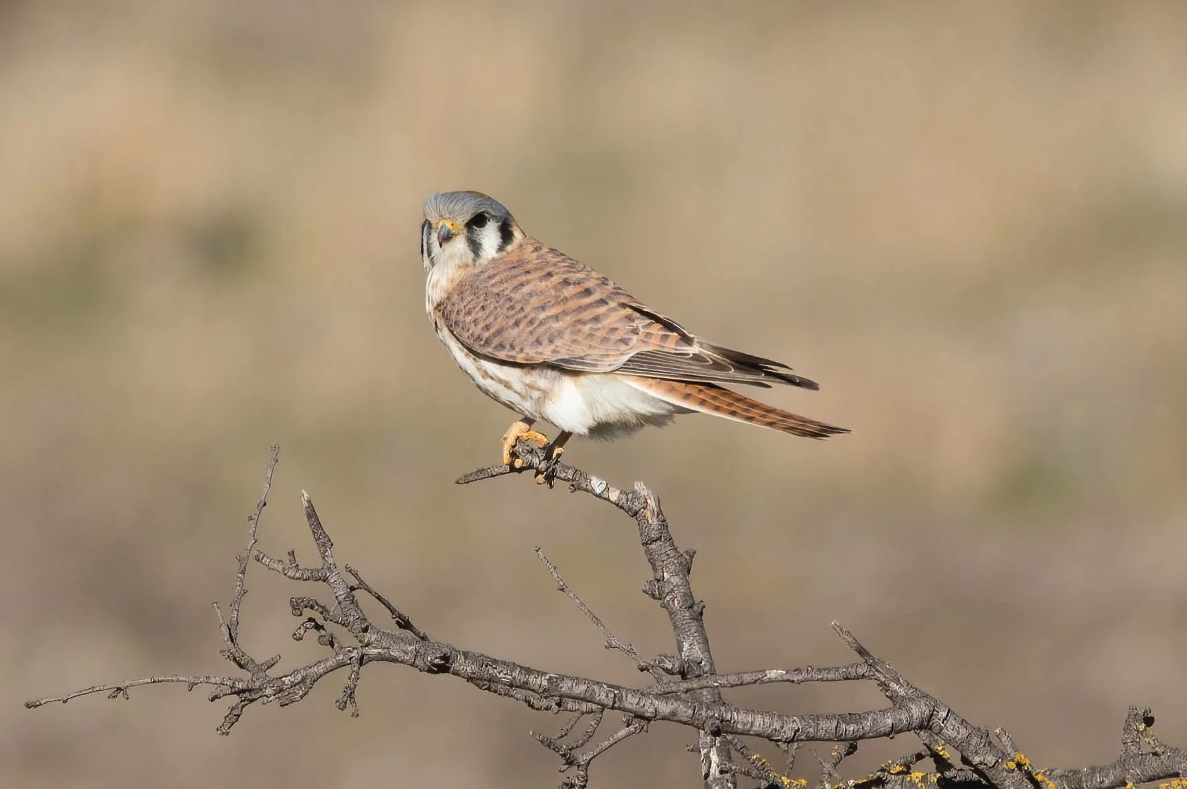American Kestrel John Scharpen.jpg