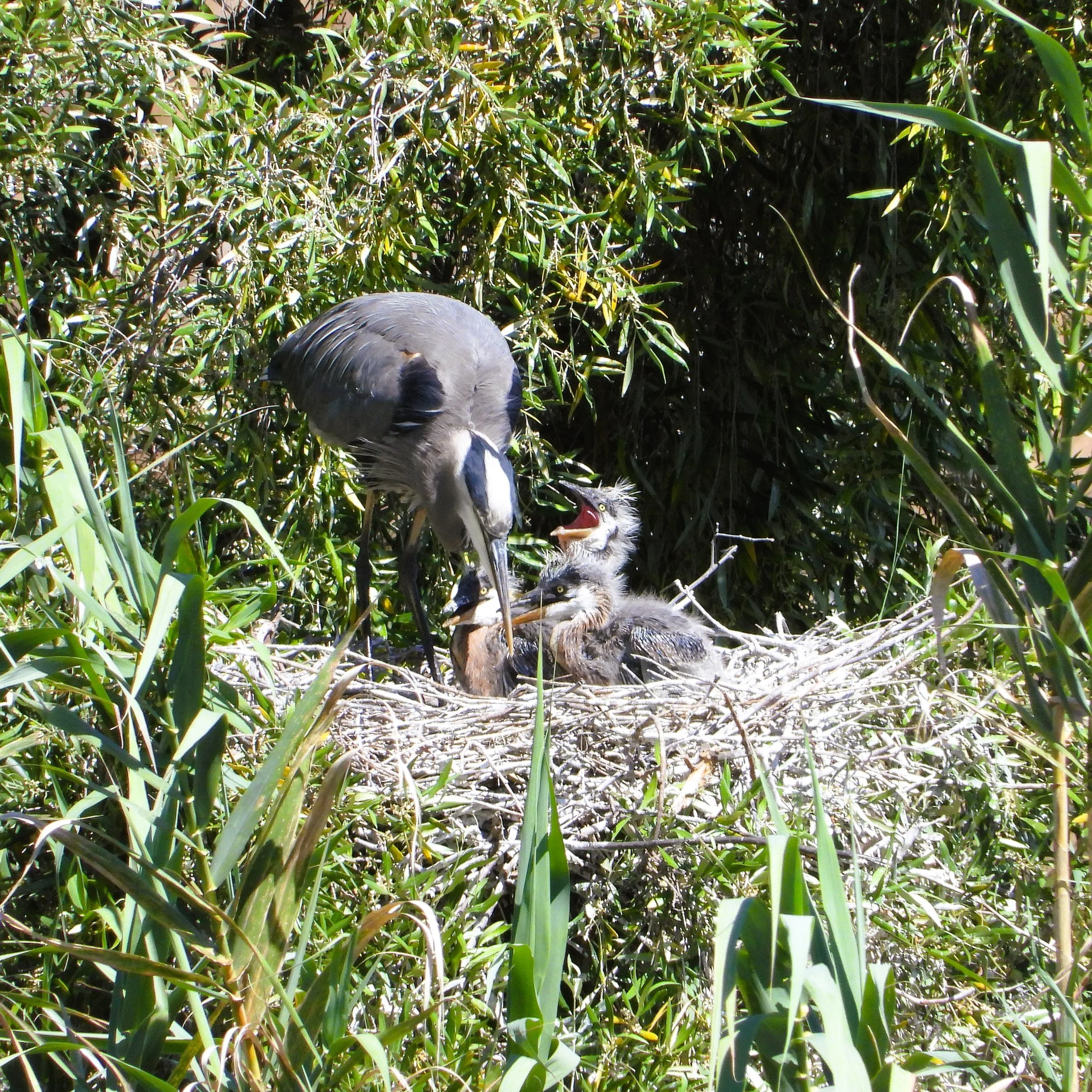 Great Blue Heron tends to a large stick nest with three chicks inside.