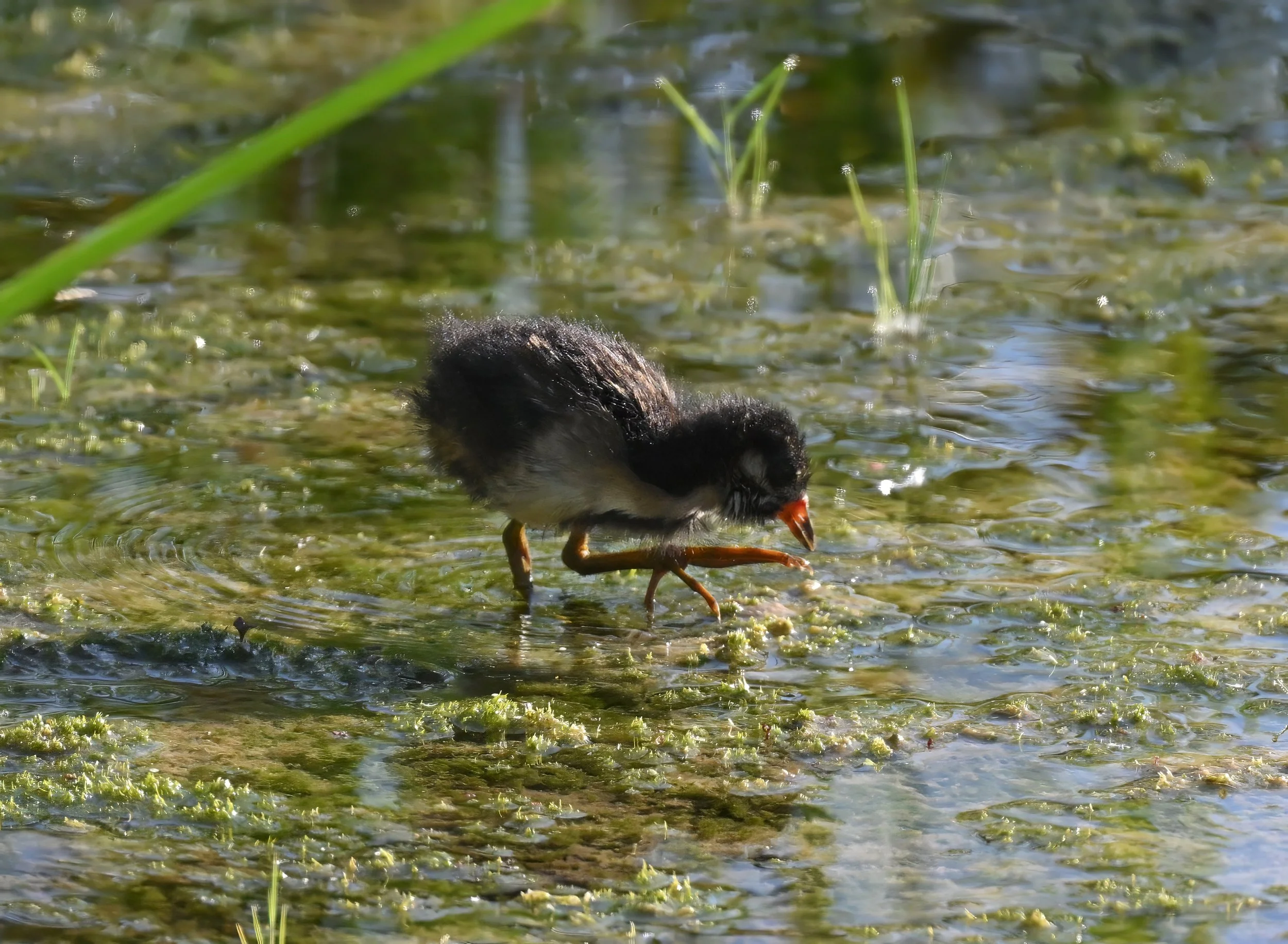 Sora 3 Teresa Cheng.jpg