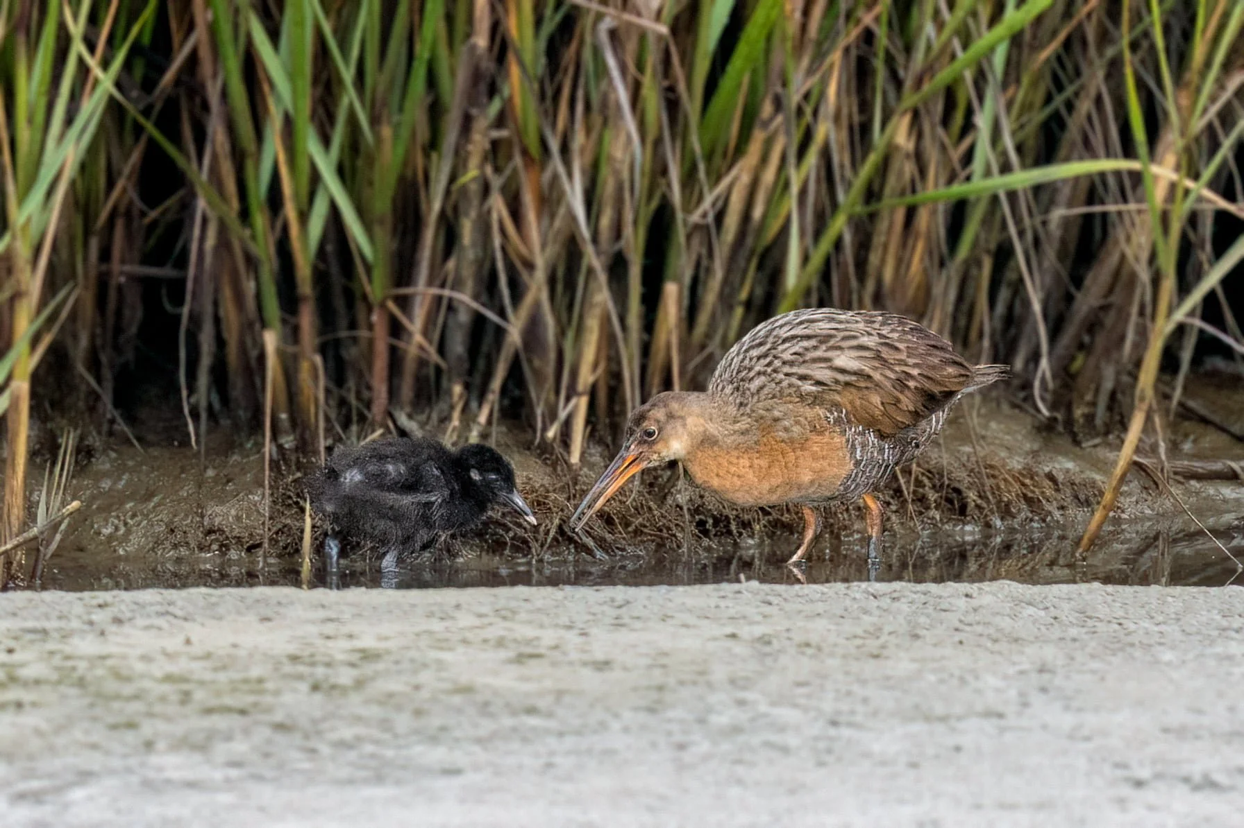 Ridgway's Rail 1 Peter Shen.jpeg