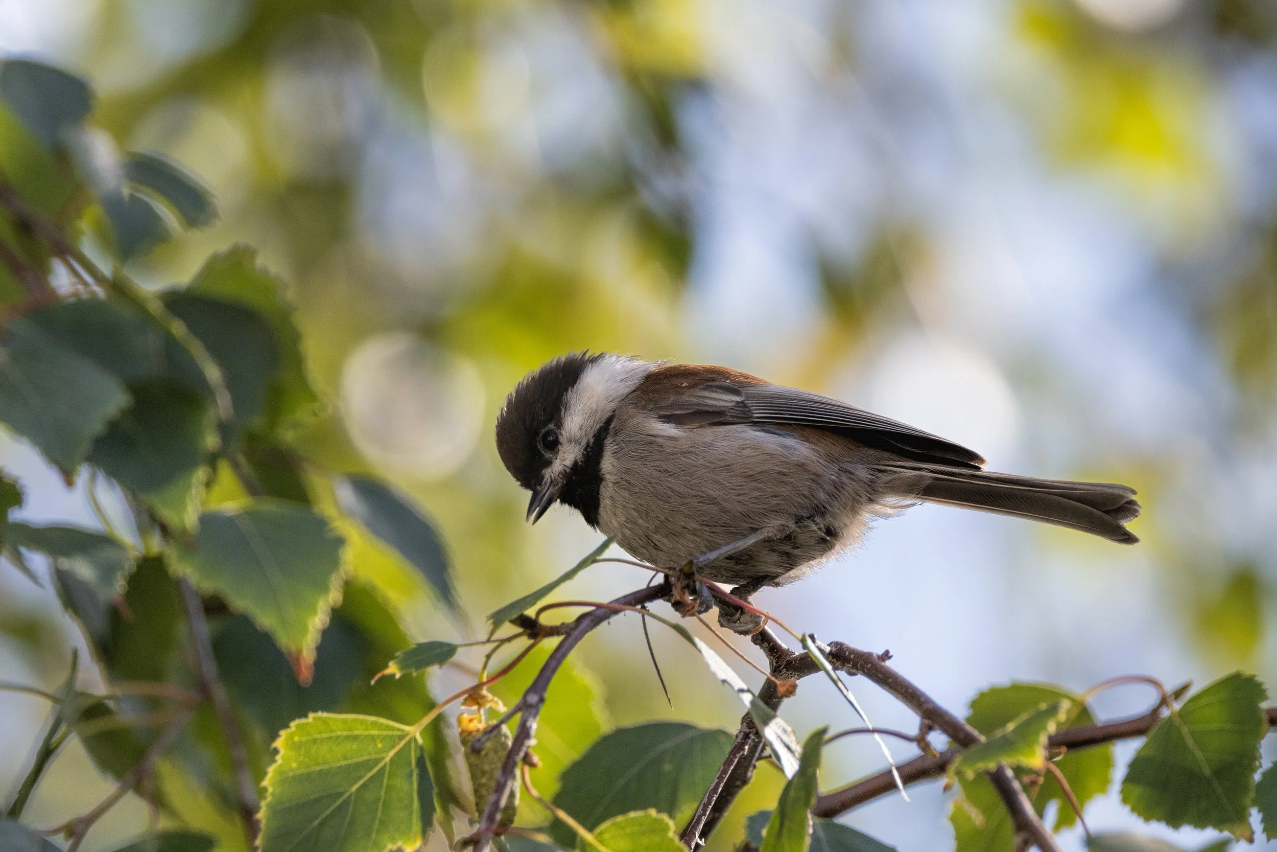 Field Trip: Beginner Bird Walk at McClellan Ranch (Cupertino) — Santa ...
