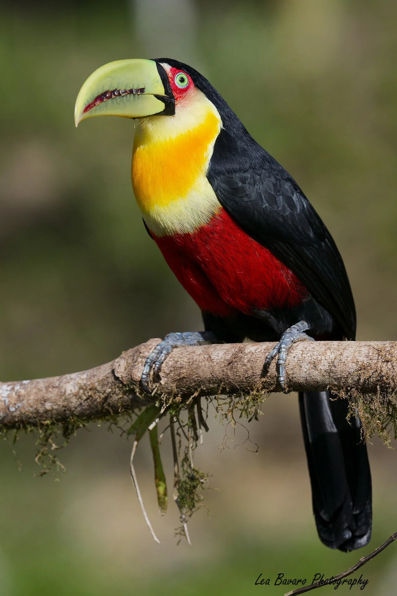 04-Red-breasted Toucan.jpg