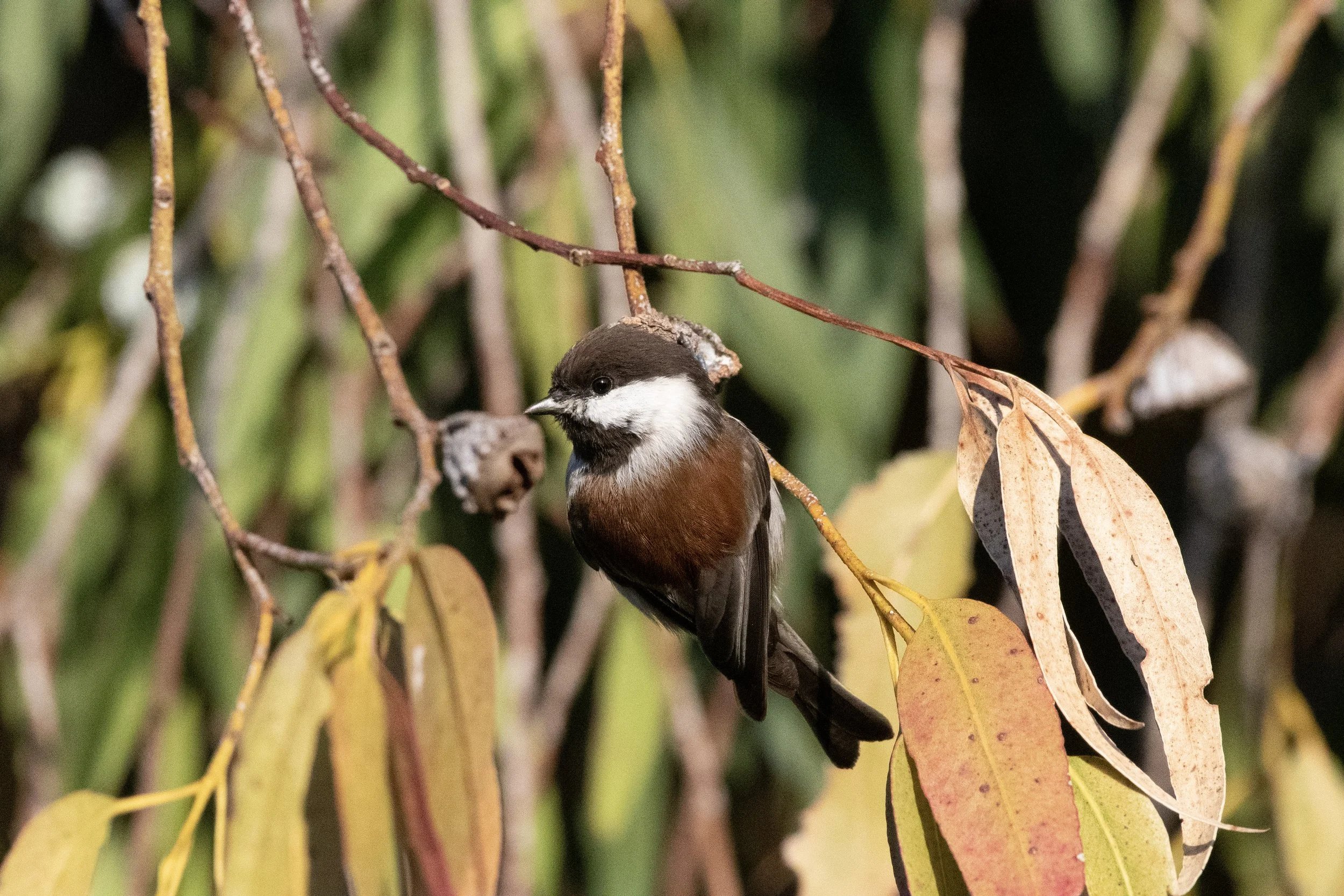 Chestnut-backed Chickadee 3 Sarah Chan.jpg