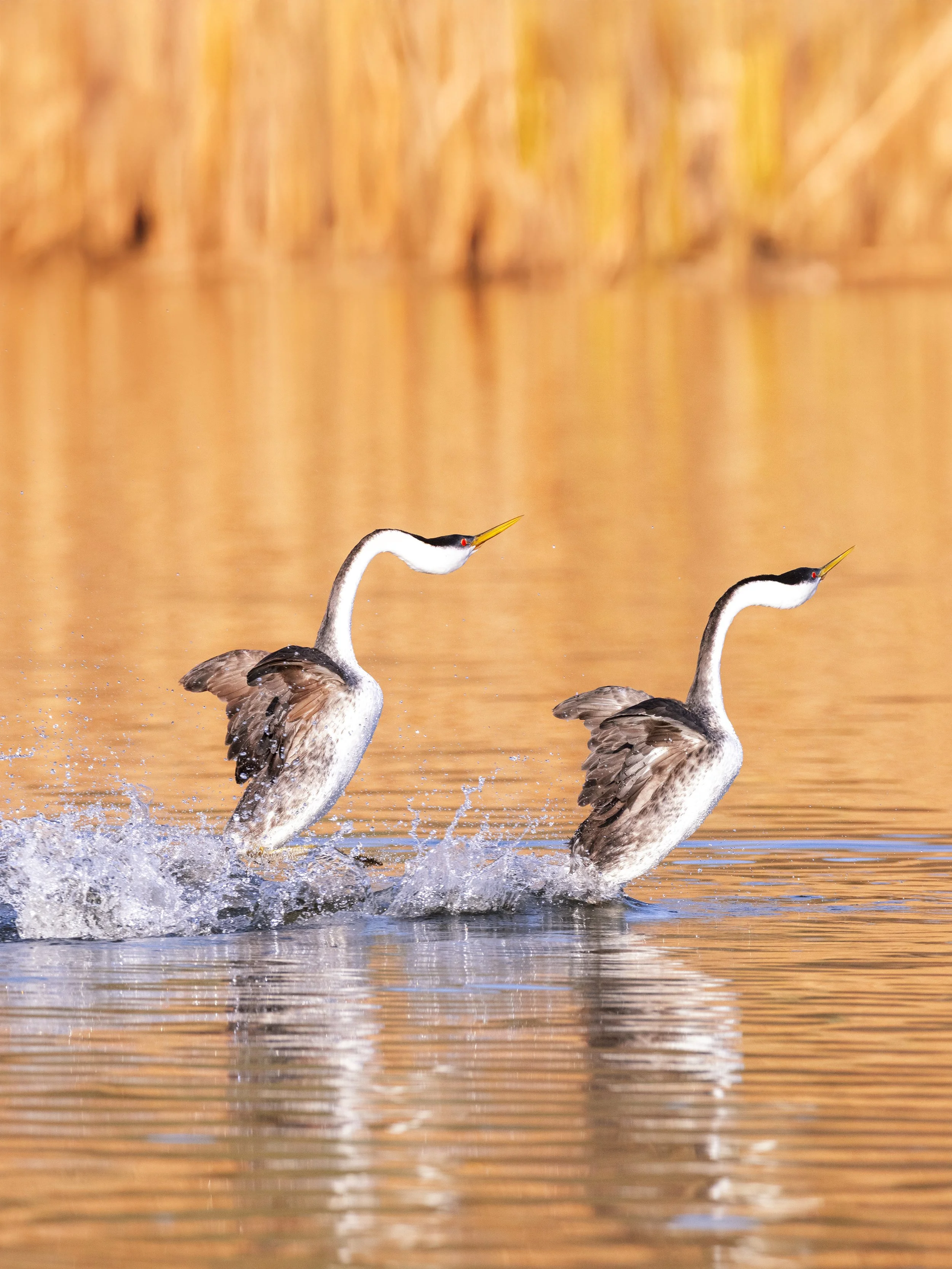Western Grebe by Kevin Cheung at Calero County Park.jpg