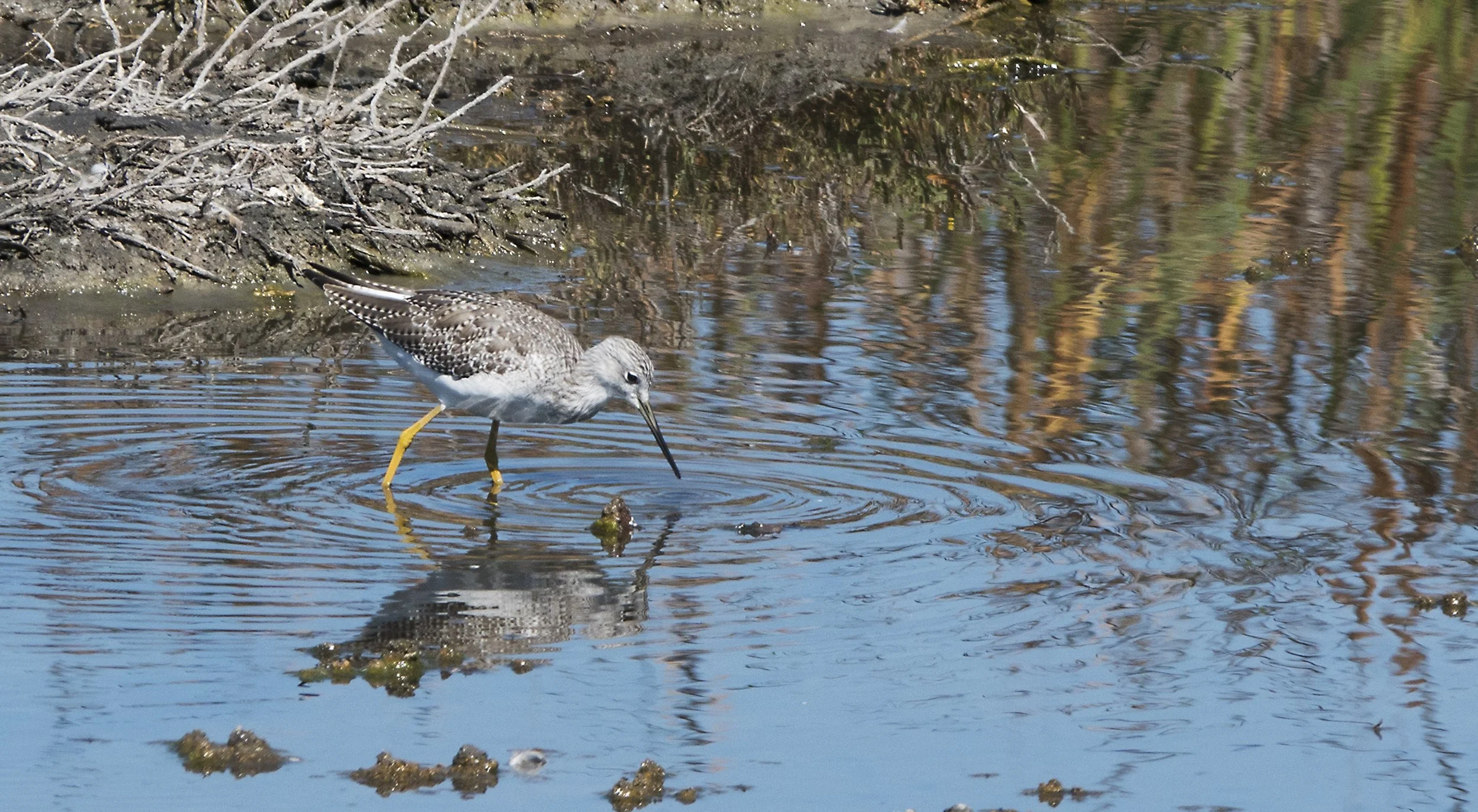 Greater Yellowlegs Mary Ann Robertson.jpg